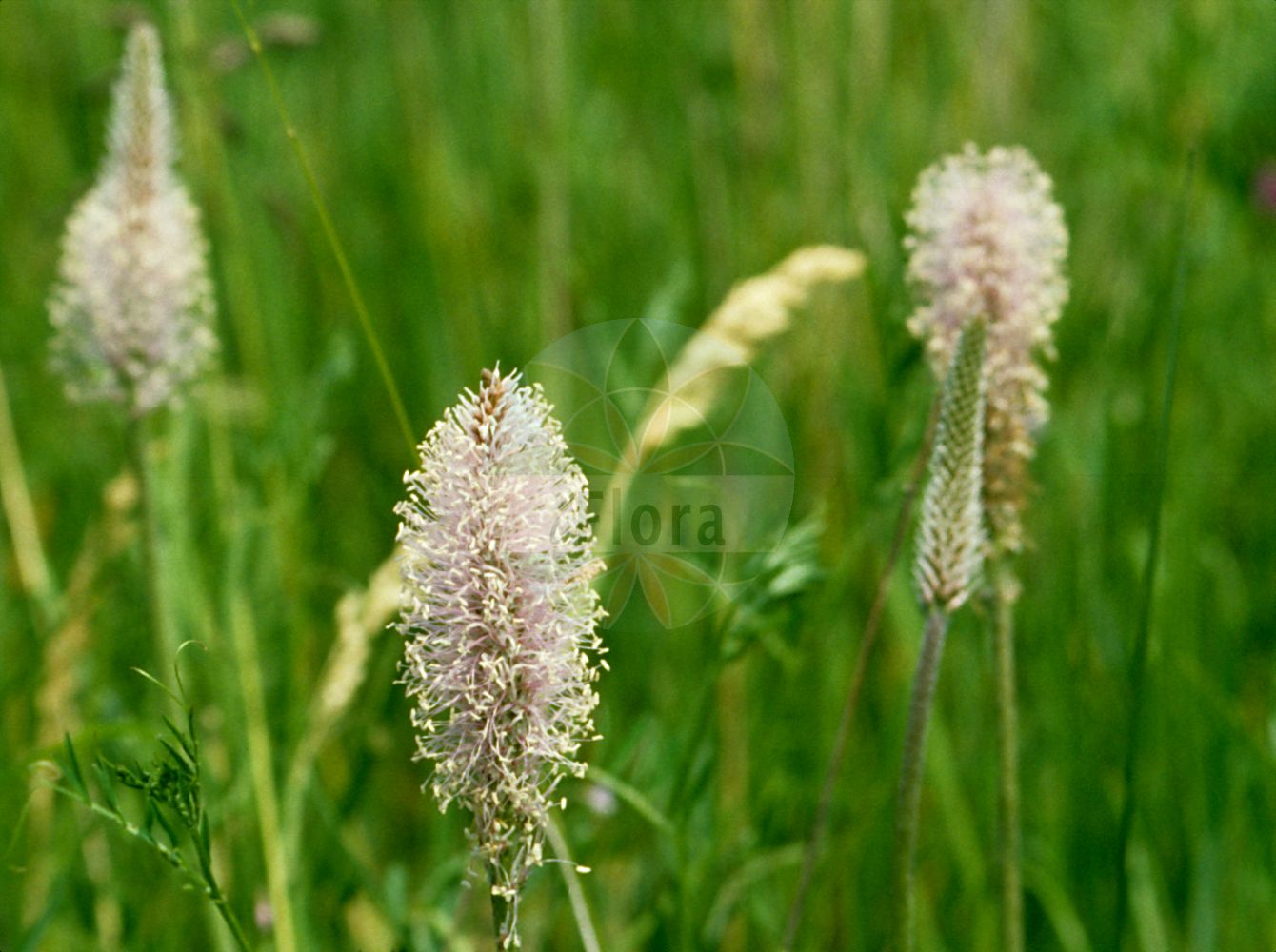 Foto von Plantago major subsp. major (Breit-Wegerich - Broadleaf Plantain). ---- Photo of Plantago major subsp. major (Breit-Wegerich - Broadleaf Plantain).(Plantago major subsp. major,Breit-Wegerich,Broadleaf Plantain,Plantago major subsp. vulgaris,Breit-Wegerich,Broadleaf Plantain,Common Plantain,Greater Plantain,Large Plantain,Rat's-tail Plantain,Ripple-seed,Plantago,Wegerich,Plantain,Plantaginaceae,Wegerichgewächse,Plantain family)