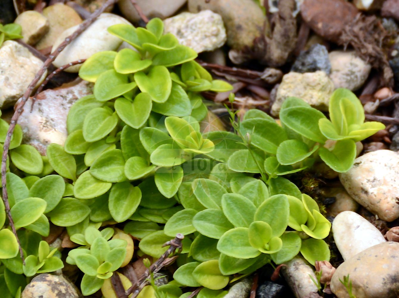 Foto von Veronica serpyllifolia (Thymian-Ehrenpreis - Thyme-leaved Speedwell). Das Foto wurde in Jardin des Plantes, Paris, Frankreich aufgenommen. ---- Photo of Veronica serpyllifolia (Thymian-Ehrenpreis - Thyme-leaved Speedwell). The picture was taken in Jardin des Plantes, Paris, France.(Veronica serpyllifolia,Thymian-Ehrenpreis,Thyme-leaved Speedwell,Veronica serpyllifolia,Veronicastrum serpyllifolium,Thymian-Ehrenpreis,Niederliegender Thymian-Ehrenpreis,Quendel-Ehrenpreis,Thyme-leaved Speedwell,Thymeleaf Speedwell,Turf Speedwell,Veronica,Ehrenpreis,Speedwell,Plantaginaceae,Wegerichgewächse,Plantain family)