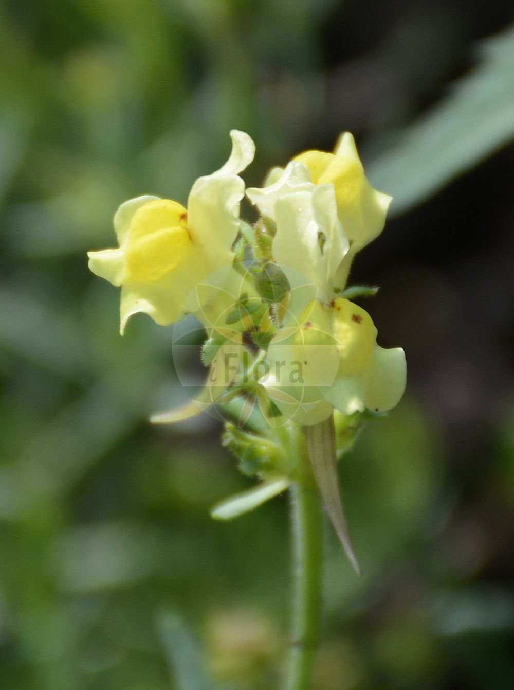 Foto von Linaria supina (Niedriges Leinkraut - Prostrate Toadflax). Das Foto wurde in Dresden, Sachsen, Deutschland aufgenommen. ---- Photo of Linaria supina (Niedriges Leinkraut - Prostrate Toadflax). The picture was taken in Dresden, Sachsen, Germany.(Linaria supina,Niedriges Leinkraut,Prostrate Toadflax,Antirrhinum supinum,Linaria maritima,Linaria masedae,Linaria multicaulis,Linaria pyrenaica,Linaria supina (L.) Chaz.,Linaria supina,Niedriges Leinkraut,Prostrate Toadflax,Lesser Butter And Eggs,Pyrenean Toadflax,Linaria,Leinkraut,Toadflax,Plantaginaceae,Wegerichgewächse,Plantain family)