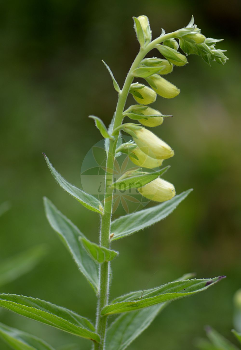 Foto von Digitalis lanata. Das Foto wurde in Monte Baldo, Ferrara di Monte Baldo, Veneto, Italien, Alpen aufgenommen. ---- Photo of Digitalis lanata. The picture was taken in Monte Baldo, Ferrara di Monte Baldo, Veneto, Italy, Alps.(Digitalis lanata,Digitalis lanata,Digitalis lanata Ehrh. subsp.,Digitalis,Fingerhut,Foxglove,Plantaginaceae,Wegerichgewächse,Plantain family)