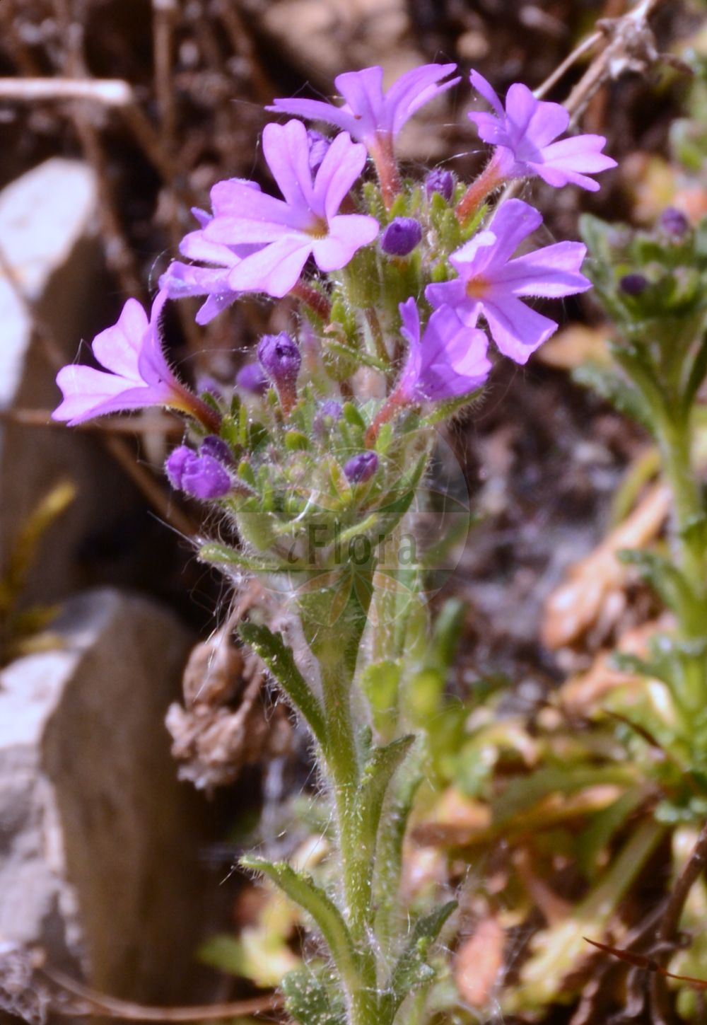 Foto von Erinus alpinus (Fairy Foxglove). Das Foto wurde in Marburg, Hessen, Deutschland aufgenommen. ---- Photo of Erinus alpinus (Fairy Foxglove). The picture was taken in Marburg, Hesse, Germany.(Erinus alpinus,Fairy Foxglove,Erinus alpinus,Erinus,Plantaginaceae,Wegerichgewächse,Plantain family)