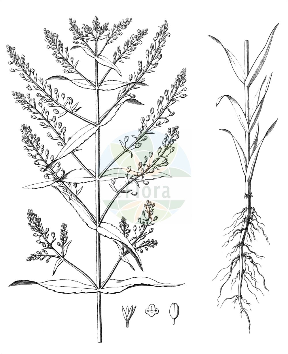 Historische Abbildung von Veronica anagalloides (Schlamm-Ehrenpreis - Faded Speedwell). Das Bild zeigt Blatt, Bluete, Frucht und Same. ---- Historical Drawing of Veronica anagalloides (Schlamm-Ehrenpreis - Faded Speedwell). The image is showing leaf, flower, fruit and seed.(Veronica anagalloides,Schlamm-Ehrenpreis,Faded Speedwell,Veronica anagalloides,Veronica bianoris,Veronica poljensis,Veronica pusilla,Schlamm-Ehrenpreis,Faded Speedwell,Veronica,Ehrenpreis,Speedwell,Plantaginaceae,Wegerichgewächse,Plantain family,Blatt,Bluete,Frucht,Same,leaf,flower,fruit,seed,Gussone (1826))