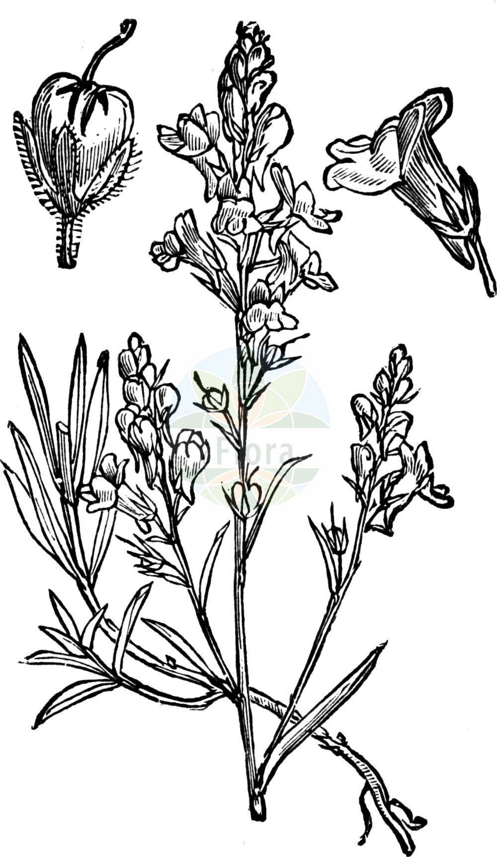 Historische Abbildung von Linaria repens (Gestreiftes Leinkraut - Pale Toadflax). Das Bild zeigt Blatt, Bluete, Frucht und Same. ---- Historical Drawing of Linaria repens (Gestreiftes Leinkraut - Pale Toadflax). The image is showing leaf, flower, fruit and seed.(Linaria repens,Gestreiftes Leinkraut,Pale Toadflax,Antirrhinum repens,Linaria blanca,Linaria monspessulana,Linaria repens,Linaria striata DC. subsp.,Linaria striata,Gestreiftes Leinkraut,Streifen-Leinkraut,Pale Toadflax,Striped Toadflax,Linaria,Leinkraut,Toadflax,Plantaginaceae,Wegerichgewächse,Plantain family,Blatt,Bluete,Frucht,Same,leaf,flower,fruit,seed,Fitch et al. (1880))