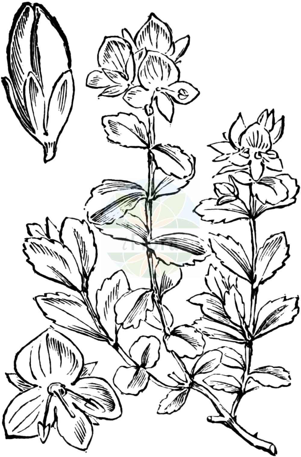 Historische Abbildung von Veronica fruticans (Felsen-Ehrenpreis - Rock Speedwell). Das Bild zeigt Blatt, Bluete, Frucht und Same. ---- Historical Drawing of Veronica fruticans (Felsen-Ehrenpreis - Rock Speedwell). The image is showing leaf, flower, fruit and seed.(Veronica fruticans,Felsen-Ehrenpreis,Rock Speedwell,Petrodora fruticans,Veronica fruticans,Veronica saxatilis,Felsen-Ehrenpreis,Rock Speedwell,Woodystem Speedwell,Veronica,Ehrenpreis,Speedwell,Plantaginaceae,Wegerichgewächse,Plantain family,Blatt,Bluete,Frucht,Same,leaf,flower,fruit,seed,Fitch et al. (1880))