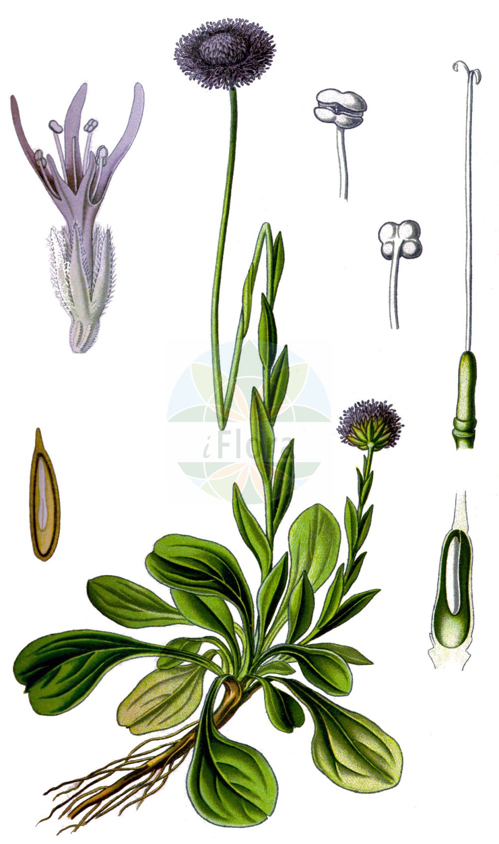 Historische Abbildung von Globularia bisnagarica (Gewöhnliche Kugelblume - Blue Daisy). Das Bild zeigt Blatt, Bluete, Frucht und Same. ---- Historical Drawing of Globularia bisnagarica (Gewöhnliche Kugelblume - Blue Daisy). The image is showing leaf, flower, fruit and seed.(Globularia bisnagarica,Gewöhnliche Kugelblume,Blue Daisy,Globularia bisnagarica,Globularia elongata,Globularia punctata,Globularia tenella,Globularia willkommii,Gewoehnliche Kugelblume,Hochstaengel-Kugelblume,Blue Daisy,Bone Flower,Common Globularia,Globe Flower,Globularia,Kugelblume,Globularias,Plantaginaceae,Wegerichgewächse,Plantain family,Blatt,Bluete,Frucht,Same,leaf,flower,fruit,seed,Thomé (1885))