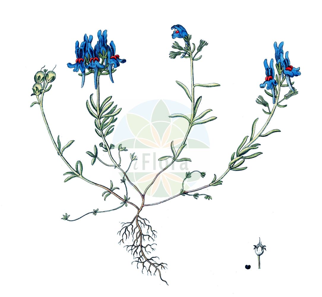 Historische Abbildung von Linaria alpina (Alpen-Leinkraut - Alpine Toadflax). Das Bild zeigt Blatt, Bluete, Frucht und Same. ---- Historical Drawing of Linaria alpina (Alpen-Leinkraut - Alpine Toadflax). The image is showing leaf, flower, fruit and seed.(Linaria alpina,Alpen-Leinkraut,Alpine Toadflax,Antirrhinum alpinum,Linaria alpina,Alpen-Leinkraut,Alpine Toadflax,Linaria,Leinkraut,Toadflax,Plantaginaceae,Wegerichgewächse,Plantain family,Blatt,Bluete,Frucht,Same,leaf,flower,fruit,seed)