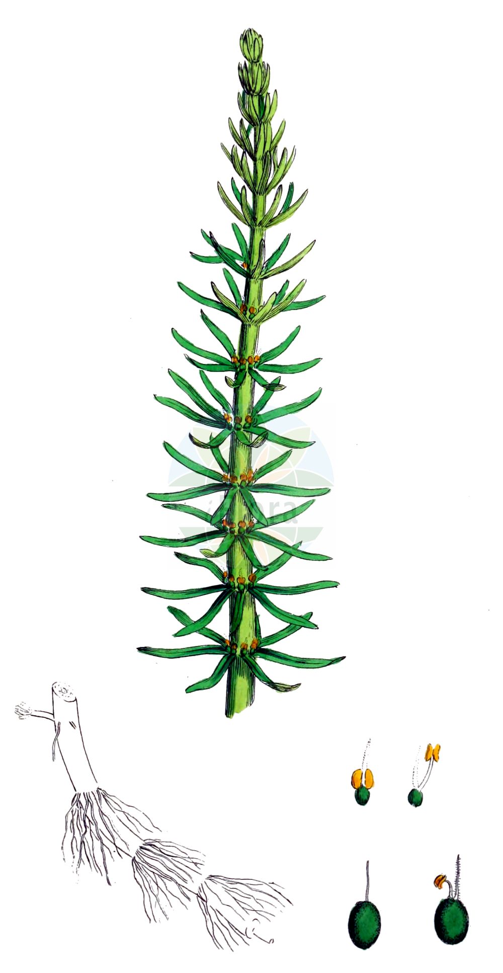 Historische Abbildung von Hippuris vulgaris (Gewöhnlicher Tannenwedel - Mare's-tail). Das Bild zeigt Blatt, Bluete, Frucht und Same. ---- Historical Drawing of Hippuris vulgaris (Gewöhnlicher Tannenwedel - Mare's-tail). The image is showing leaf, flower, fruit and seed.(Hippuris vulgaris,Gewöhnlicher Tannenwedel,Mare's-tail,Hippuris melanocarpa,Hippuris vulgaris,Gewoehnlicher Tannenwedel,Mare's-tail,Common Mare's-tail,Hippuris,Tannenwedel,Mare's-tail,Plantaginaceae,Wegerichgewächse,Plantain family,Blatt,Bluete,Frucht,Same,leaf,flower,fruit,seed,Sowerby (1790-1813))