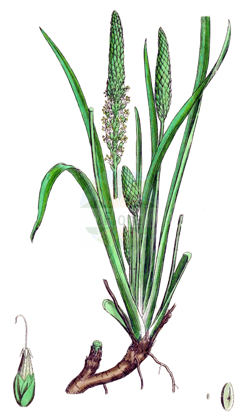 Historische Abbildung von Plantago maritima (Strand-Wegerich - Sea Plantain). Das Bild zeigt Blatt, Bluete, Frucht und Same. ---- Historical Drawing of Plantago maritima (Strand-Wegerich - Sea Plantain). The image is showing leaf, flower, fruit and seed.(Plantago maritima,Strand-Wegerich,Sea Plantain,Plantago chottica,Plantago krascheninnikowii,Plantago maritima,Plantago maritima L. subsp.,Plantago schrenkii,Strand-Wegerich,Meerstrand-Wegerich,Salz-Wegerich,Sea Plantain,Goose Tongue,Plantago,Wegerich,Plantain,Plantaginaceae,Wegerichgewächse,Plantain family,Blatt,Bluete,Frucht,Same,leaf,flower,fruit,seed,Sowerby (1790-1813))