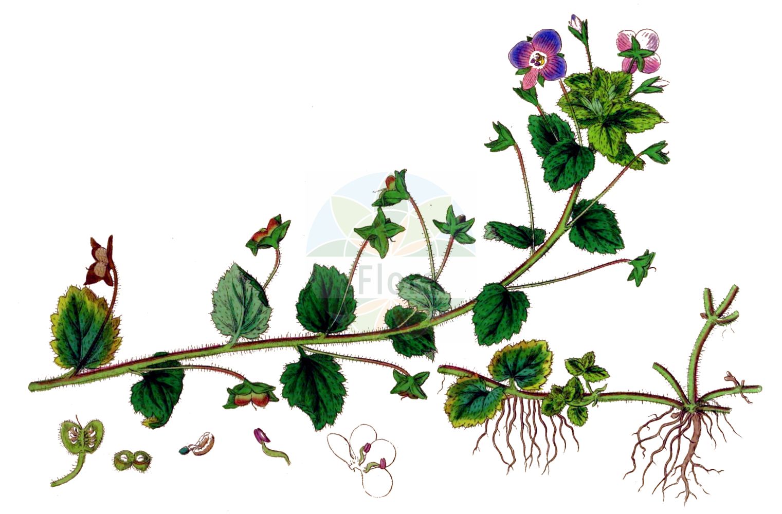 Historische Abbildung von Veronica persica (Persischer Ehrenpreis - Common Field-speedwell). Das Bild zeigt Blatt, Bluete, Frucht und Same. ---- Historical Drawing of Veronica persica (Persischer Ehrenpreis - Common Field-speedwell). The image is showing leaf, flower, fruit and seed.(Veronica persica,Persischer Ehrenpreis,Common Field-speedwell,Pocilla persica,Veronica buxbaumii,Veronica byzantina,Veronica persica,Veronica persica Poir. subsp.,Veronica tournefortii,Veronica tournefortii subsp. corrensiana,Persischer Ehrenpreis,Common Field-speedwell,Bird's-eye Speedwell,Birdeye Speedwell,Buxbaum's Speedwell,Common Speedwell,Creeping Speedwell,Persian Speedwell,Scrambling Speedwell,Veronica,Ehrenpreis,Speedwell,Plantaginaceae,Wegerichgewächse,Plantain family,Blatt,Bluete,Frucht,Same,leaf,flower,fruit,seed,Sowerby (1790-1813))