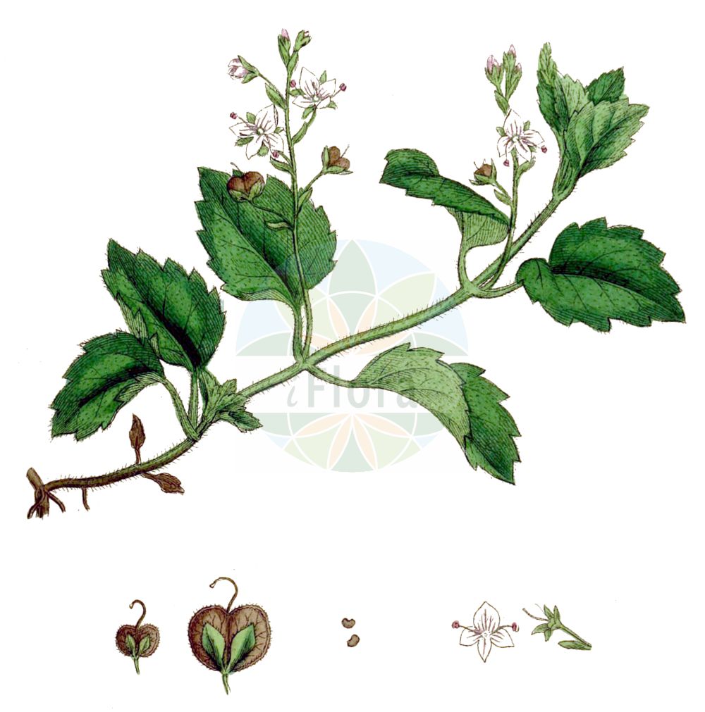 Historische Abbildung von Veronica montana (Berg-Ehrenpreis - Wood Speedwell). Das Bild zeigt Blatt, Bluete, Frucht und Same. ---- Historical Drawing of Veronica montana (Berg-Ehrenpreis - Wood Speedwell). The image is showing leaf, flower, fruit and seed.(Veronica montana,Berg-Ehrenpreis,Wood Speedwell,Veronica montana,Berg-Ehrenpreis,Wood Speedwell,Veronica,Ehrenpreis,Speedwell,Plantaginaceae,Wegerichgewächse,Plantain family,Blatt,Bluete,Frucht,Same,leaf,flower,fruit,seed,Sowerby (1790-1813))