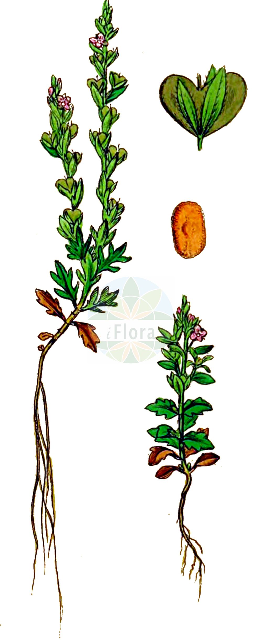 Historische Abbildung von Veronica verna (Frühlings-Ehrenpreis - Spring Speedwell). Das Bild zeigt Blatt, Bluete, Frucht und Same. ---- Historical Drawing of Veronica verna (Frühlings-Ehrenpreis - Spring Speedwell). The image is showing leaf, flower, fruit and seed.(Veronica verna,Frühlings-Ehrenpreis,Spring Speedwell,Veronica verna,Fruehlings-Ehrenpreis,Spring Speedwell,Veronica,Ehrenpreis,Speedwell,Plantaginaceae,Wegerichgewächse,Plantain family,Blatt,Bluete,Frucht,Same,leaf,flower,fruit,seed,Sowerby (1790-1813))