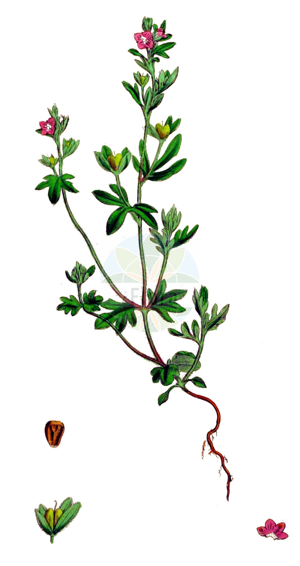 Historische Abbildung von Veronica triphyllos (Dreiteiliger Ehrenpreis - Fingered Speedwell). Das Bild zeigt Blatt, Bluete, Frucht und Same. ---- Historical Drawing of Veronica triphyllos (Dreiteiliger Ehrenpreis - Fingered Speedwell). The image is showing leaf, flower, fruit and seed.(Veronica triphyllos,Dreiteiliger Ehrenpreis,Fingered Speedwell,Veronica triphyllos,Dreiteiliger Ehrenpreis,Dreiblaettriger Ehrenpreis,Fingered Speedwell,Finger Speedwell,Veronica,Ehrenpreis,Speedwell,Plantaginaceae,Wegerichgewächse,Plantain family,Blatt,Bluete,Frucht,Same,leaf,flower,fruit,seed,Sowerby (1790-1813))