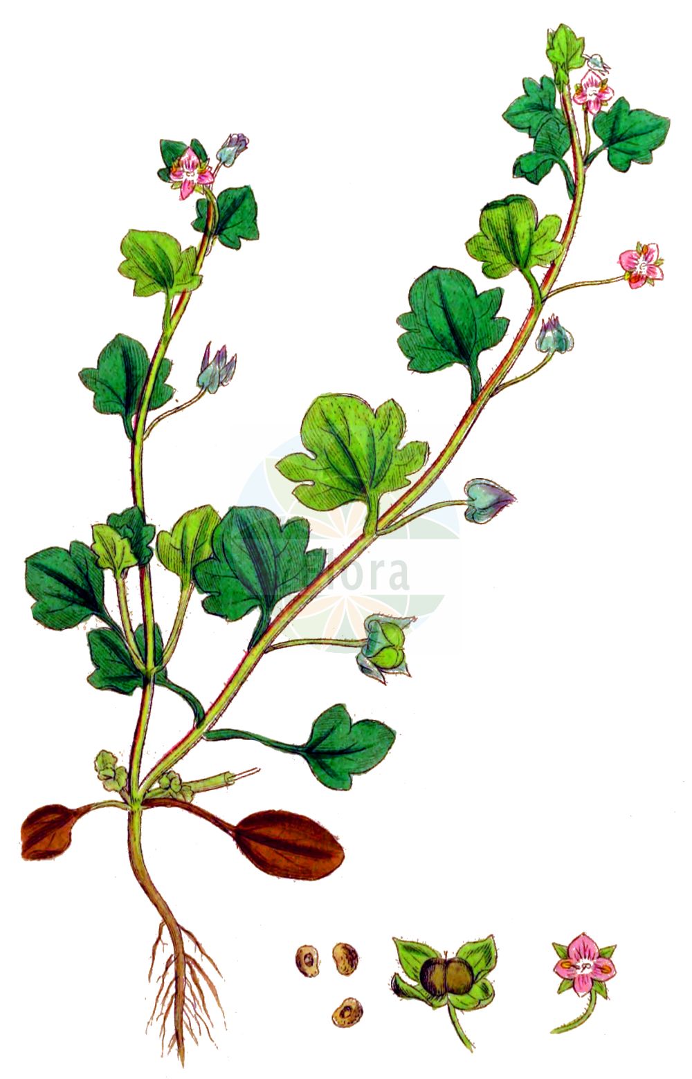 Historische Abbildung von Veronica hederifolia (Efeu-Ehrenpreis - Ivy-leaved Speedwell). Das Bild zeigt Blatt, Bluete, Frucht und Same. ---- Historical Drawing of Veronica hederifolia (Efeu-Ehrenpreis - Ivy-leaved Speedwell). The image is showing leaf, flower, fruit and seed.(Veronica hederifolia,Efeu-Ehrenpreis,Ivy-leaved Speedwell,Veronica hederifolia,Veronica lappago,Efeu-Ehrenpreis,Ivy-leaved Speedwell,Ivyleaf Speedwell,Veronica,Ehrenpreis,Speedwell,Plantaginaceae,Wegerichgewächse,Plantain family,Blatt,Bluete,Frucht,Same,leaf,flower,fruit,seed,Sowerby (1790-1813))