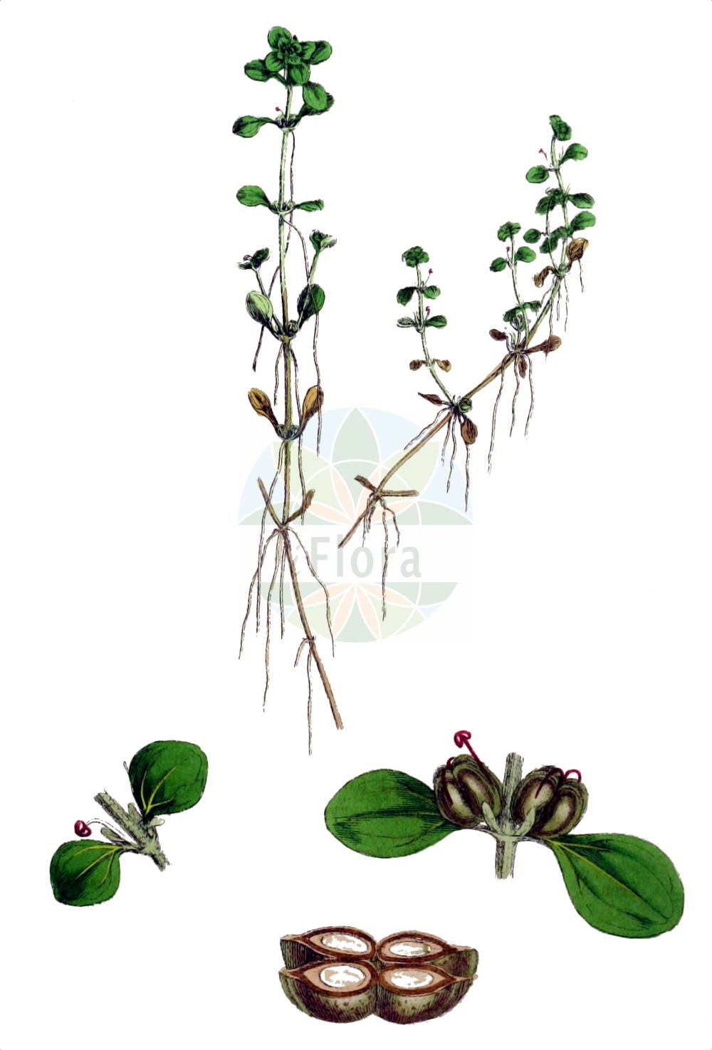 Historische Abbildung von Callitriche platycarpa (Flachfrüchtiger Wasserstern - Various-leaved Water-starwort). Das Bild zeigt Blatt, Bluete, Frucht und Same. ---- Historical Drawing of Callitriche platycarpa (Flachfrüchtiger Wasserstern - Various-leaved Water-starwort). The image is showing leaf, flower, fruit and seed.(Callitriche platycarpa,Flachfrüchtiger Wasserstern,Various-leaved Water-starwort,Callitriche font-queri,Callitriche platycarpa,Callitriche stagnalis subsp. platycarpa,Flachfruechtiger Wasserstern,Breitfruechtiger Wasserstern,Breitfrucht-Wasserstern,Various-leaved Water-starwort,Abortive Starwort,Callitriche,Wasserstern,Water-Starwort,Plantaginaceae,Wegerichgewächse,Plantain family,Blatt,Bluete,Frucht,Same,leaf,flower,fruit,seed,Sowerby (1790-1813))