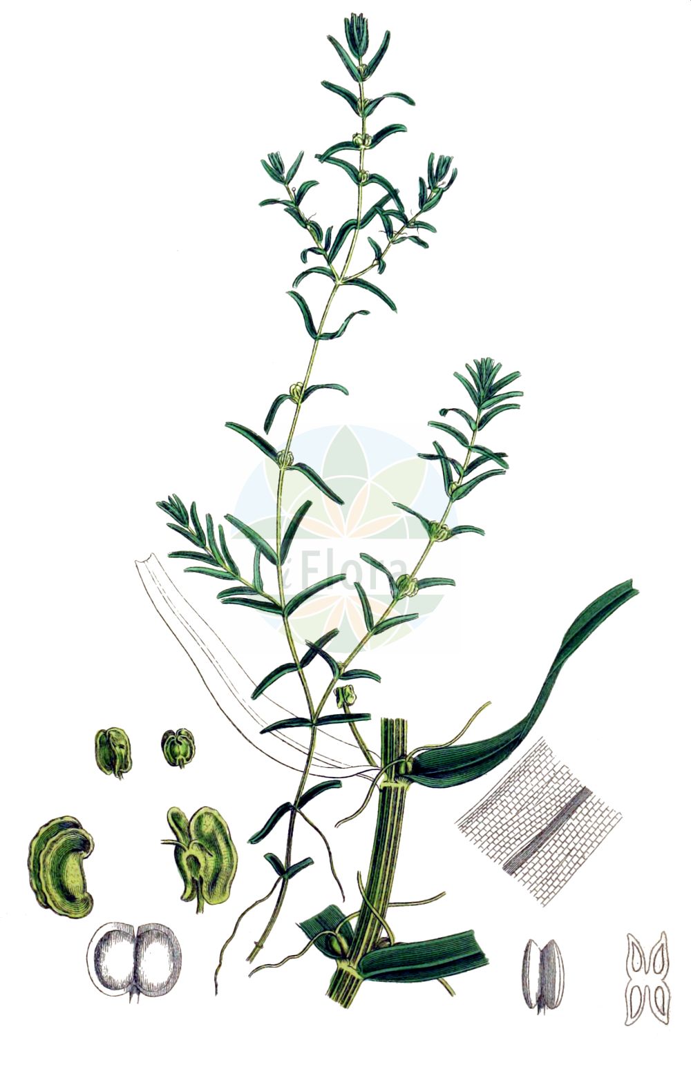 Historische Abbildung von Callitriche hermaphroditica (Herbst-Wasserstern - Autumnal Water-starwort). Das Bild zeigt Blatt, Bluete, Frucht und Same. ---- Historical Drawing of Callitriche hermaphroditica (Herbst-Wasserstern - Autumnal Water-starwort). The image is showing leaf, flower, fruit and seed.(Callitriche hermaphroditica,Herbst-Wasserstern,Autumnal Water-starwort,Callitriche autumnalis,Callitriche hermaphroditica,Herbst-Wasserstern,Autumnal Water-starwort,Northern Water-starwort,Narrow-leaf Water Starwort,Callitriche,Wasserstern,Water-Starwort,Plantaginaceae,Wegerichgewächse,Plantain family,Blatt,Bluete,Frucht,Same,leaf,flower,fruit,seed,Sowerby (1790-1813))