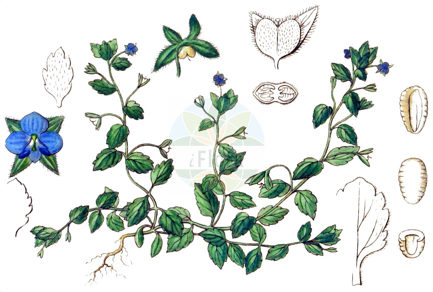 Historische Abbildung von Veronica agrestis (Acker-Ehrenpreis - Green Field-speedwell). Das Bild zeigt Blatt, Bluete, Frucht und Same. ---- Historical Drawing of Veronica agrestis (Acker-Ehrenpreis - Green Field-speedwell). The image is showing leaf, flower, fruit and seed.(Veronica agrestis,Acker-Ehrenpreis,Green Field-speedwell,Veronica agrestis,Veronica agrestis subsp. typica,Acker-Ehrenpreis,Green Field-speedwell,Field Speedwell,Procumbent Speedwell,Veronica,Ehrenpreis,Speedwell,Plantaginaceae,Wegerichgewächse,Plantain family,Blatt,Bluete,Frucht,Same,leaf,flower,fruit,seed,Sturm (1796f))