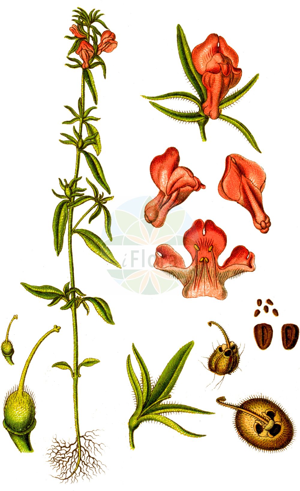 Historische Abbildung von Misopates orontium (Acker-Löwenmaul - Weasel's-snout). Das Bild zeigt Blatt, Bluete, Frucht und Same. ---- Historical Drawing of Misopates orontium (Acker-Löwenmaul - Weasel's-snout). The image is showing leaf, flower, fruit and seed.(Misopates orontium,Acker-Löwenmaul,Weasel's-snout,Antirrhinum orontium,Misopates orontium,Acker-Loewenmaul,Katzenmaul,Weasel's-snout,Calf's-snout,Linearleaf Snapdragon,Corn Snapdragon,Lesser Snapdragon,Linear-leaved Snapdragon,Wild Antirrhinum,Misopates,Katzenmaul,Snapdragon,Plantaginaceae,Wegerichgewächse,Plantain family,Blatt,Bluete,Frucht,Same,leaf,flower,fruit,seed,Sturm (1796f))
