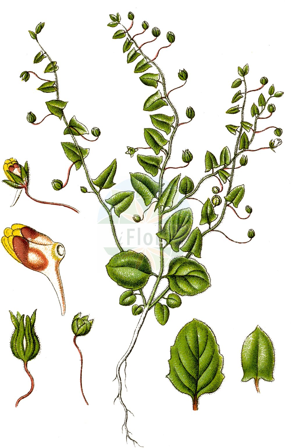 Historische Abbildung von Kickxia elatine (Spießblättriges Tännelkraut - Sharp-leaved Fluellen). Das Bild zeigt Blatt, Bluete, Frucht und Same. ---- Historical Drawing of Kickxia elatine (Spießblättriges Tännelkraut - Sharp-leaved Fluellen). The image is showing leaf, flower, fruit and seed.(Kickxia elatine,Spießblättriges Tännelkraut,Sharp-leaved Fluellen,Antirrhinum elatine,Elatinoides elatine,Kickxia elatine,Linaria elatine,Linaria elatine (L.) Mill.,Spiessblaettriges Taennelkraut,Echtes Schlangenmaul,Pfeilblaettriges Leinkraut,Sharp-leaved Fluellen,Canker Root,Sharpleaf Cancerwort,Pointed Toadflax,Sharped-leaved Fluellen,Sharp-point Fluvellin,Kickxia,Tännelkraut,Cancerwort,Plantaginaceae,Wegerichgewächse,Plantain family,Blatt,Bluete,Frucht,Same,leaf,flower,fruit,seed,Sturm (1796f))