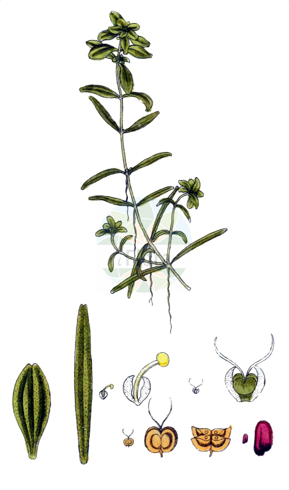 Historische Abbildung von Callitriche hamulata (Haken-Wasserstern - Intermediate Water-starwort). Das Bild zeigt Blatt, Bluete, Frucht und Same. ---- Historical Drawing of Callitriche hamulata (Haken-Wasserstern - Intermediate Water-starwort). The image is showing leaf, flower, fruit and seed.(Callitriche hamulata,Haken-Wasserstern,Intermediate Water-starwort,Callitriche hamulata,Callitriche intermedia,Callitriche palustris subsp. hamulata,Haken-Wasserstern,Intermediate Water-starwort,Callitriche,Wasserstern,Water-Starwort,Plantaginaceae,Wegerichgewächse,Plantain family,Blatt,Bluete,Frucht,Same,leaf,flower,fruit,seed,Sturm (1796f))