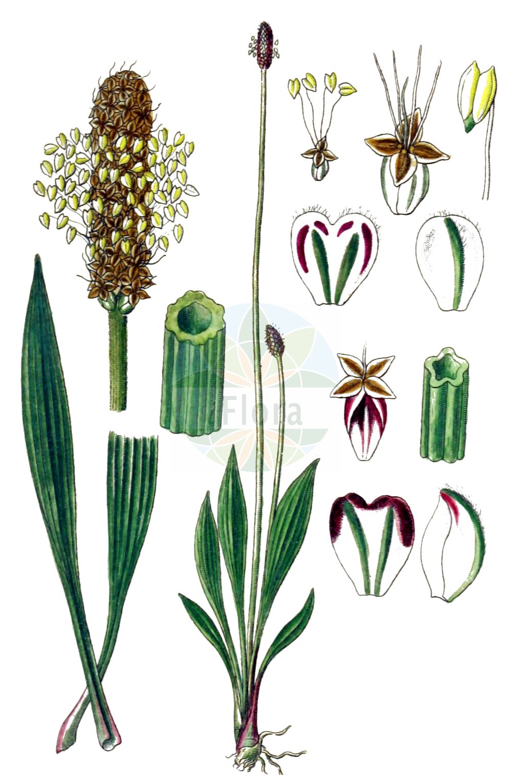 Historische Abbildung von Plantago altissima. Das Bild zeigt Blatt, Bluete, Frucht und Same. ---- Historical Drawing of Plantago altissima. The image is showing leaf, flower, fruit and seed.(Plantago altissima,Plantago altissima,Plantago lanceolata subsp. altissima,Plantago,Wegerich,Plantain,Plantaginaceae,Wegerichgewächse,Plantain family,Blatt,Bluete,Frucht,Same,leaf,flower,fruit,seed,Sturm (1796f))