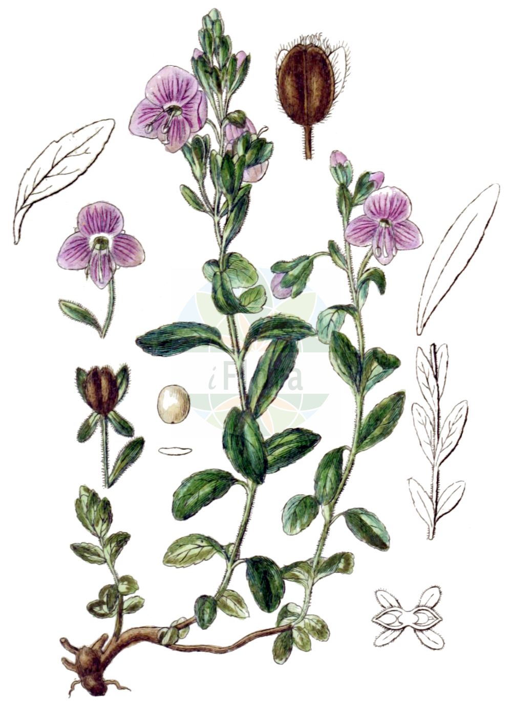 Historische Abbildung von Veronica fruticulosa (Halbstrauch-Ehrenpreis - Shrubby Speedwell). Das Bild zeigt Blatt, Bluete, Frucht und Same. ---- Historical Drawing of Veronica fruticulosa (Halbstrauch-Ehrenpreis - Shrubby Speedwell). The image is showing leaf, flower, fruit and seed.(Veronica fruticulosa,Halbstrauch-Ehrenpreis,Shrubby Speedwell,Veronica fruticulosa,Veronica fruticulosa L. subsp.,Halbstrauch-Ehrenpreis,Shrubby Speedwell,Veronica,Ehrenpreis,Speedwell,Plantaginaceae,Wegerichgewächse,Plantain family,Blatt,Bluete,Frucht,Same,leaf,flower,fruit,seed,Sturm (1796f))