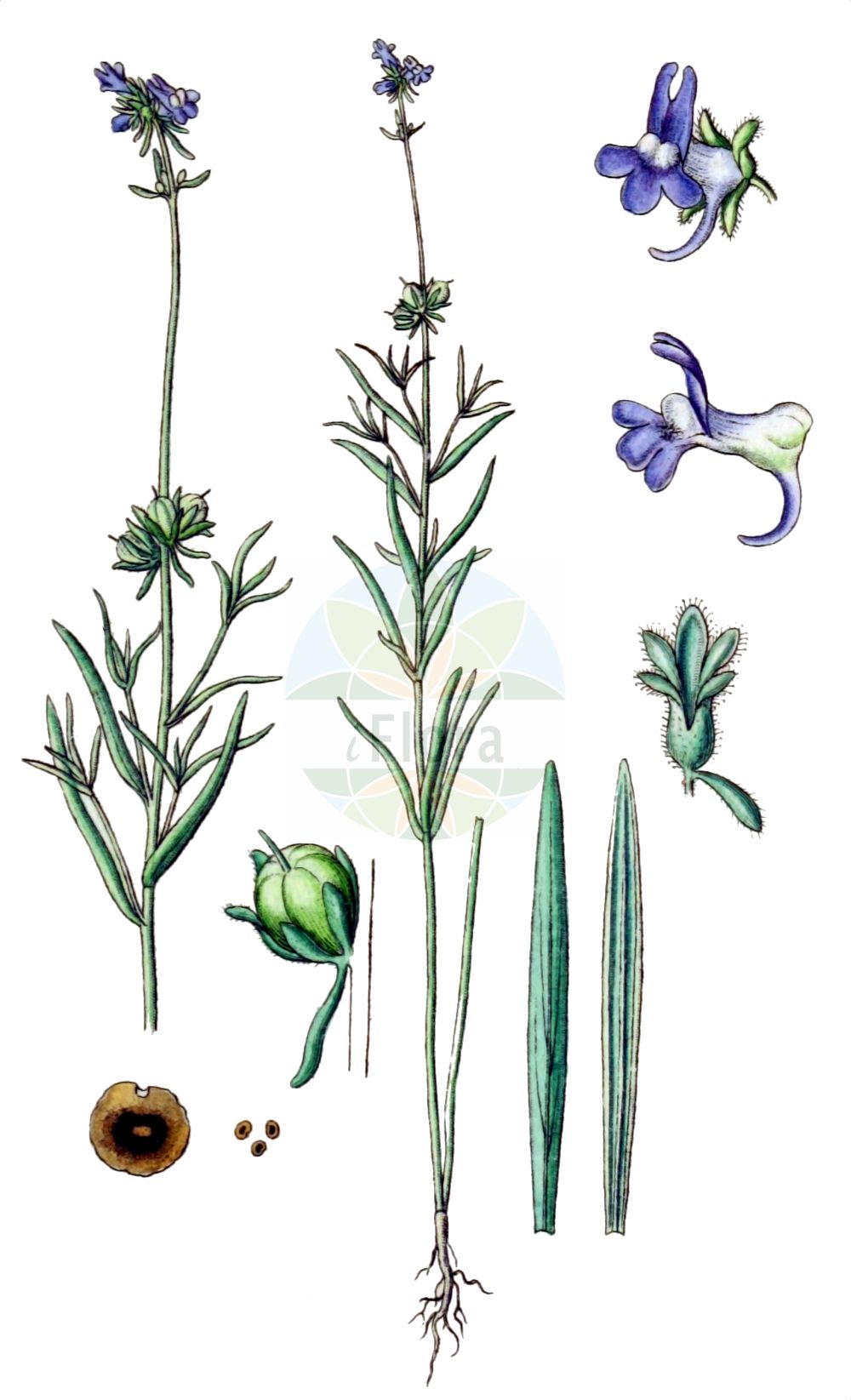 Historische Abbildung von Linaria arvensis (Acker-Leinkraut - Corn Toadflax). Das Bild zeigt Blatt, Bluete, Frucht und Same. ---- Historical Drawing of Linaria arvensis (Acker-Leinkraut - Corn Toadflax). The image is showing leaf, flower, fruit and seed.(Linaria arvensis,Acker-Leinkraut,Corn Toadflax,Antirrhinum arvense,Linaria arvensis,Linaria arvensis (L.) Desf.,Linaria arvensis subsp. eu-arvensis,Acker-Leinkraut,Corn Toadflax,Field Toadflax,Linaria,Leinkraut,Toadflax,Plantaginaceae,Wegerichgewächse,Plantain family,Blatt,Bluete,Frucht,Same,leaf,flower,fruit,seed,Sturm (1796f))