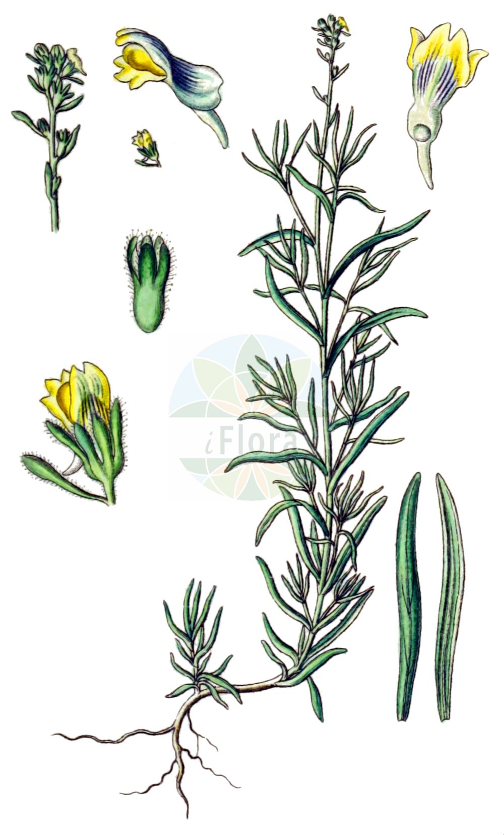 Historische Abbildung von Linaria simplex (Einfaches Leinkraut). Das Bild zeigt Blatt, Bluete, Frucht und Same. ---- Historical Drawing of Linaria simplex (Einfaches Leinkraut). The image is showing leaf, flower, fruit and seed.(Linaria simplex,Einfaches Leinkraut,Antirrhinum simplex,Linaria parviflora,Linaria simplex,Einfaches Leinkraut,Linaria,Leinkraut,Toadflax,Plantaginaceae,Wegerichgewächse,Plantain family,Blatt,Bluete,Frucht,Same,leaf,flower,fruit,seed,Sturm (1796f))