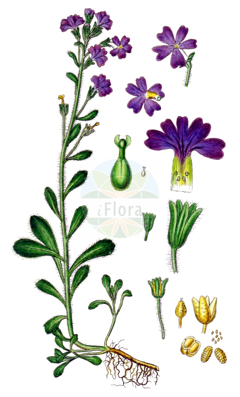 Historische Abbildung von Erinus alpinus (Fairy Foxglove). Das Bild zeigt Blatt, Bluete, Frucht und Same. ---- Historical Drawing of Erinus alpinus (Fairy Foxglove). The image is showing leaf, flower, fruit and seed.(Erinus alpinus,Fairy Foxglove,Erinus alpinus,Erinus,Plantaginaceae,Wegerichgewächse,Plantain family,Blatt,Bluete,Frucht,Same,leaf,flower,fruit,seed,Sturm (1796f))