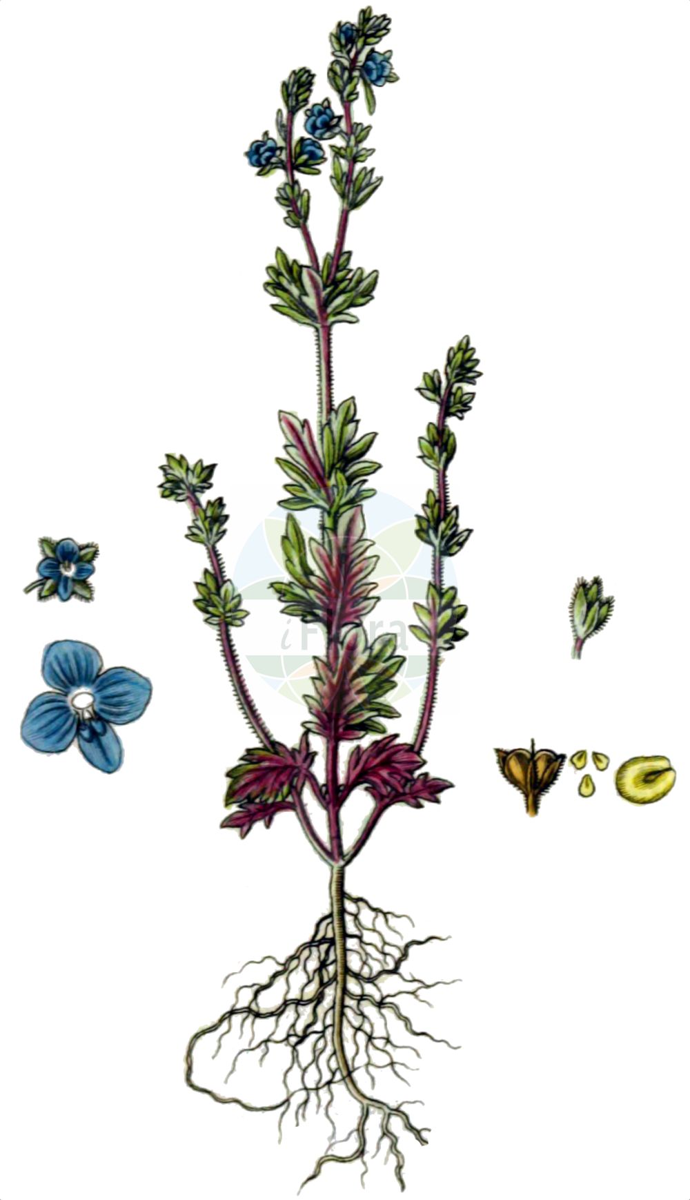 Historische Abbildung von Veronica verna (Frühlings-Ehrenpreis - Spring Speedwell). Das Bild zeigt Blatt, Bluete, Frucht und Same. ---- Historical Drawing of Veronica verna (Frühlings-Ehrenpreis - Spring Speedwell). The image is showing leaf, flower, fruit and seed.(Veronica verna,Frühlings-Ehrenpreis,Spring Speedwell,Veronica verna,Fruehlings-Ehrenpreis,Spring Speedwell,Veronica,Ehrenpreis,Speedwell,Plantaginaceae,Wegerichgewächse,Plantain family,Blatt,Bluete,Frucht,Same,leaf,flower,fruit,seed,Sturm (1796f))