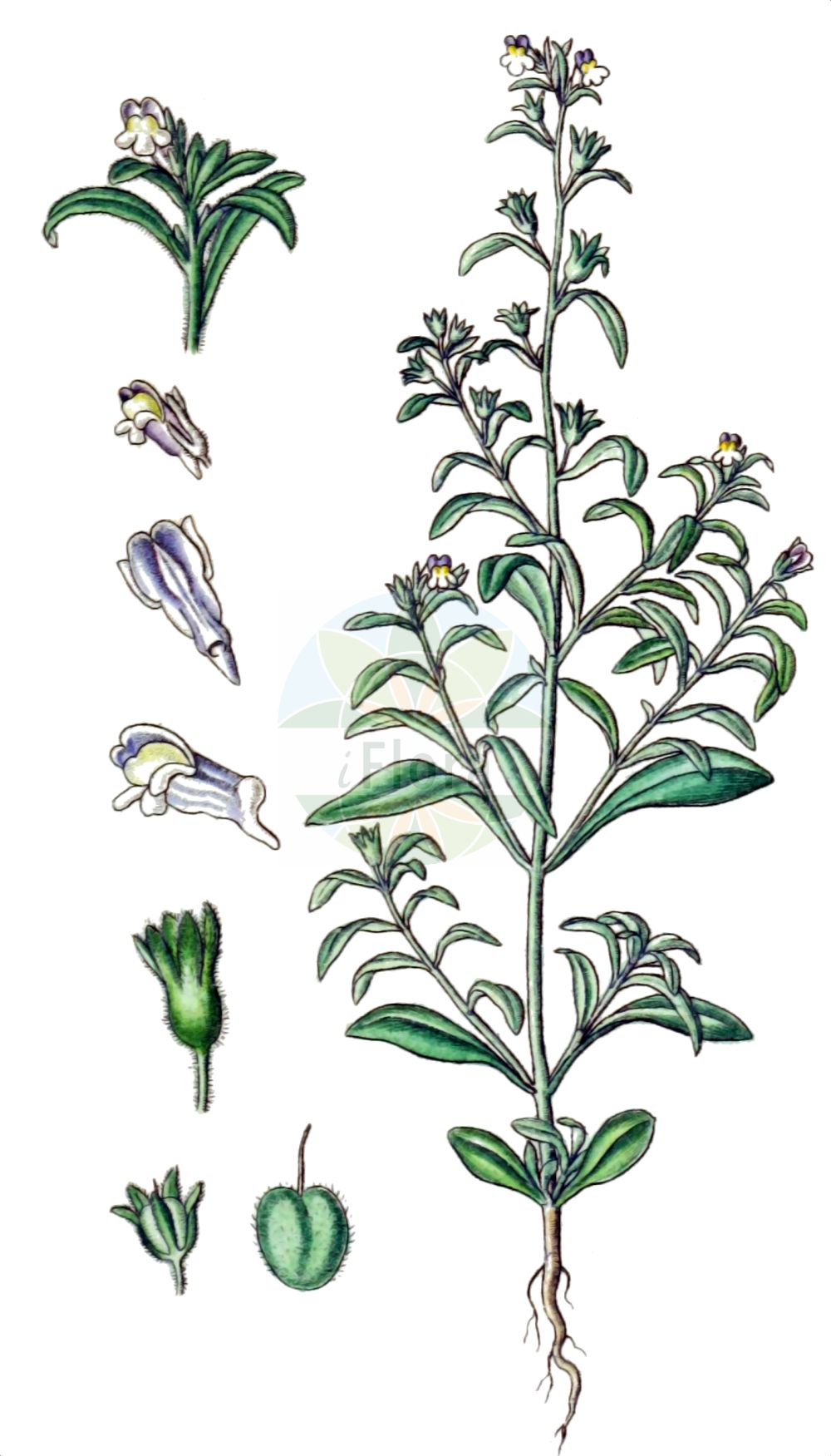 Historische Abbildung von Microrrhinum litorale. Das Bild zeigt Blatt, Bluete, Frucht und Same. ---- Historical Drawing of Microrrhinum litorale. The image is showing leaf, flower, fruit and seed.(Microrrhinum litorale,Chaenorhinum litorale,Linaria litoralis,Microrrhinum litorale,Microrrhinum,Plantaginaceae,Wegerichgewächse,Plantain family,Blatt,Bluete,Frucht,Same,leaf,flower,fruit,seed,Sturm (1796f))