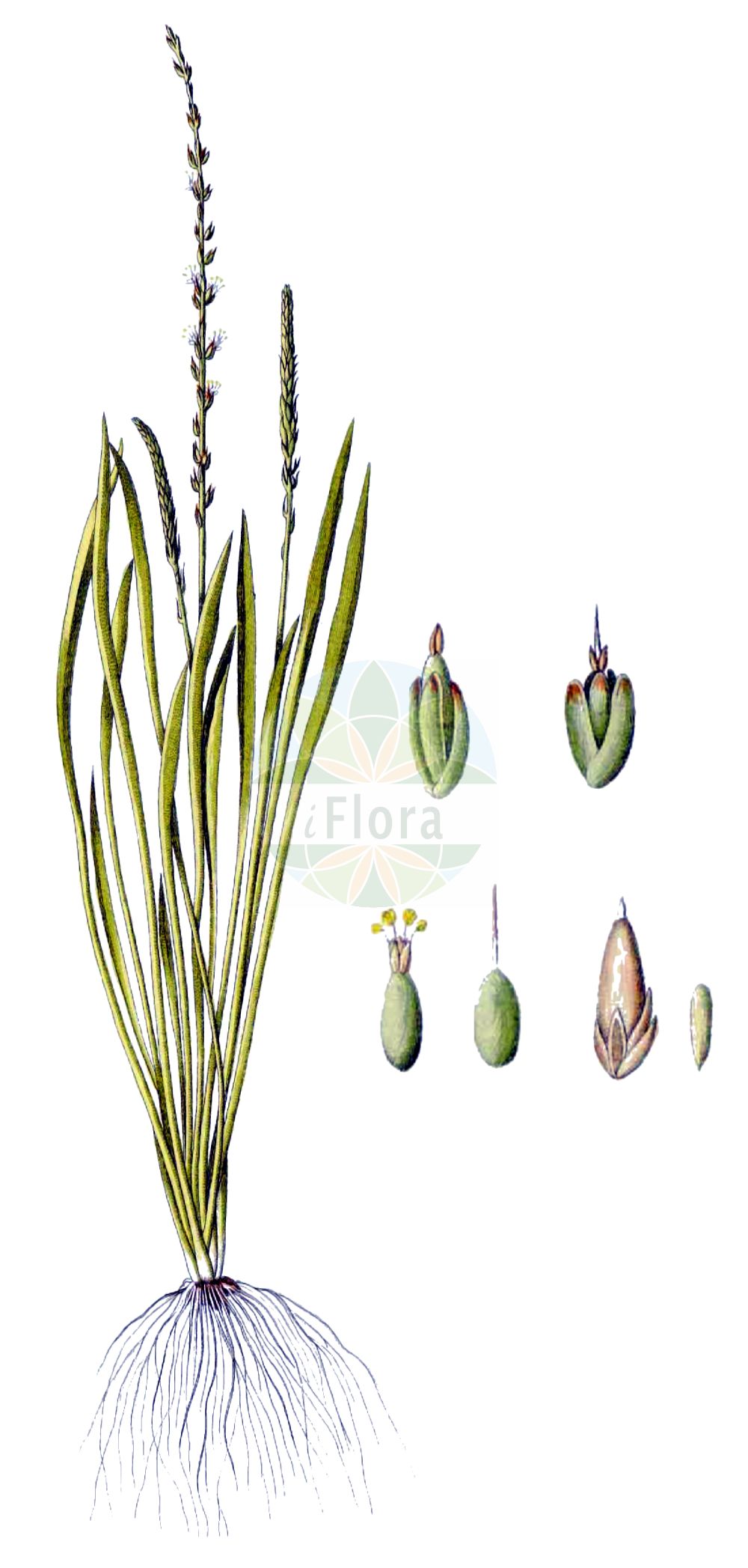 Historische Abbildung von Plantago tenuiflora. Das Bild zeigt Blatt, Bluete, Frucht und Same. ---- Historical Drawing of Plantago tenuiflora. The image is showing leaf, flower, fruit and seed.(Plantago tenuiflora,Plantago minor,Plantago tenuiflora,Plantago,Wegerich,Plantain,Plantaginaceae,Wegerichgewächse,Plantain family,Blatt,Bluete,Frucht,Same,leaf,flower,fruit,seed,Waldstein-Wartenberg & Kitaibel (1799-1812))