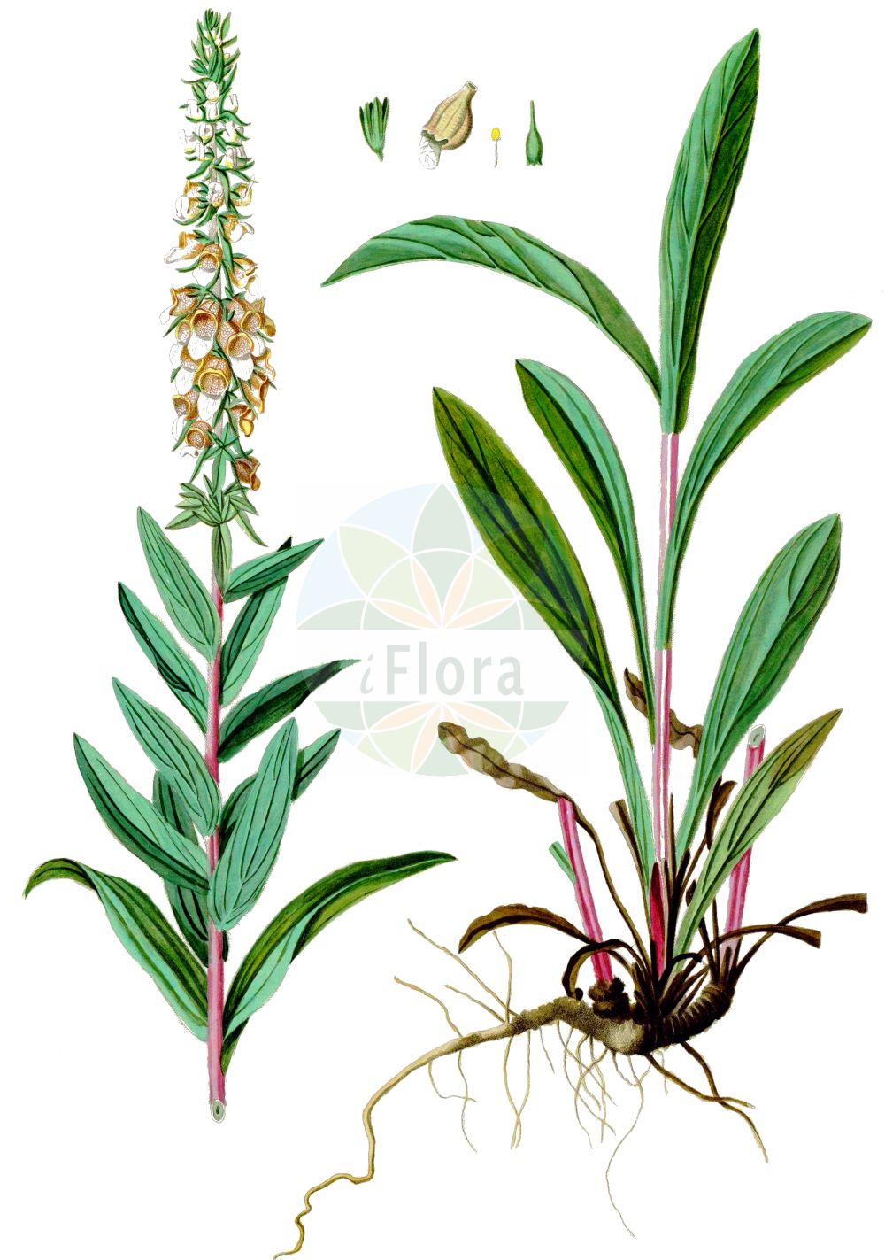 Historische Abbildung von Digitalis lanata. Das Bild zeigt Blatt, Bluete, Frucht und Same. ---- Historical Drawing of Digitalis lanata. The image is showing leaf, flower, fruit and seed.(Digitalis lanata,Digitalis lanata,Digitalis lanata Ehrh. subsp.,Digitalis,Fingerhut,Foxglove,Plantaginaceae,Wegerichgewächse,Plantain family,Blatt,Bluete,Frucht,Same,leaf,flower,fruit,seed,Waldstein-Wartenberg & Kitaibel (1799-1812))