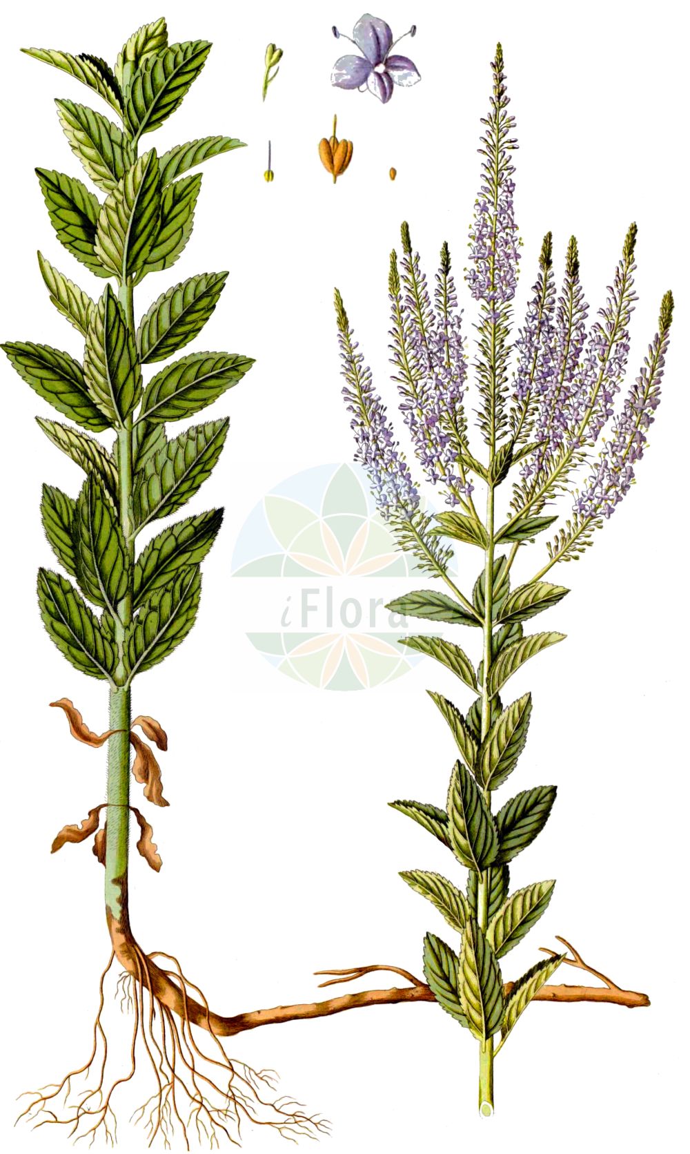 Historische Abbildung von Veronica spuria (Rispiger Ehrenpreis - Bastard Speedwell). Das Bild zeigt Blatt, Bluete, Frucht und Same. ---- Historical Drawing of Veronica spuria (Rispiger Ehrenpreis - Bastard Speedwell). The image is showing leaf, flower, fruit and seed.(Veronica spuria,Rispiger Ehrenpreis,Bastard Speedwell,Pseudolysimachion paniculatum,Pseudolysimachion spurium,Veronica croatica,Veronica foliosa,Veronica paniculata,Veronica spuria,Rispiger Ehrenpreis,Rispen-Ehrenpreis,Bastard Speedwell,Veronica,Ehrenpreis,Speedwell,Plantaginaceae,Wegerichgewächse,Plantain family,Blatt,Bluete,Frucht,Same,leaf,flower,fruit,seed,Waldstein-Wartenberg & Kitaibel (1799-1812))