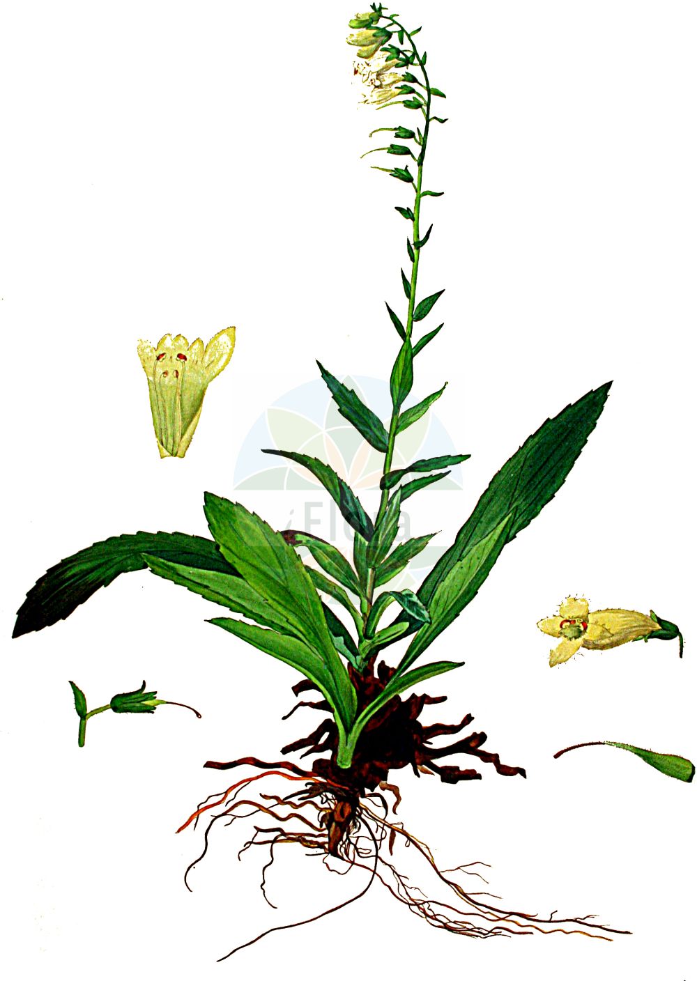 Historische Abbildung von Digitalis lutea (Gelber Fingerhut - Straw Foxglove). Das Bild zeigt Blatt, Bluete, Frucht und Same. ---- Historical Drawing of Digitalis lutea (Gelber Fingerhut - Straw Foxglove). The image is showing leaf, flower, fruit and seed.(Digitalis lutea,Gelber Fingerhut,Straw Foxglove,Digitalis lutea,Gelber Fingerhut,Straw Foxglove,Small Yellow Foxglove,Yellow Foxglove,Digitalis,Fingerhut,Foxglove,Plantaginaceae,Wegerichgewächse,Plantain family,Blatt,Bluete,Frucht,Same,leaf,flower,fruit,seed,Kops (1800-1934))