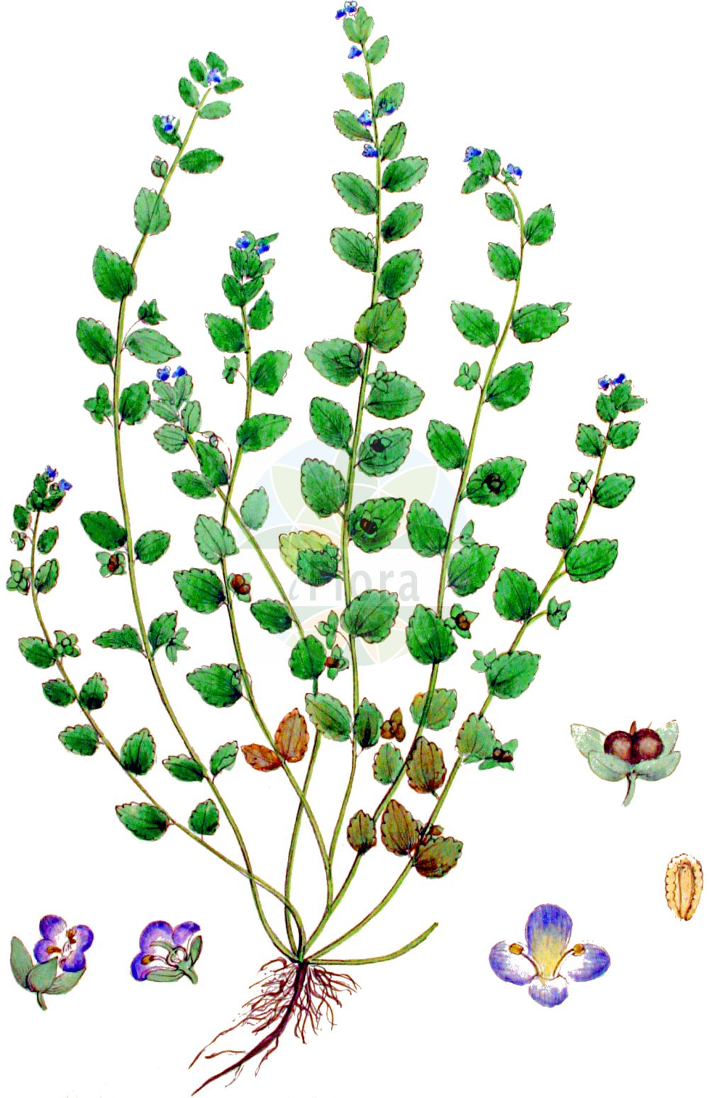 Historische Abbildung von Veronica polita (Glänzender Ehrenpreis - Grey Field-speedwell). Das Bild zeigt Blatt, Bluete, Frucht und Same. ---- Historical Drawing of Veronica polita (Glänzender Ehrenpreis - Grey Field-speedwell). The image is showing leaf, flower, fruit and seed.(Veronica polita,Glänzender Ehrenpreis,Grey Field-speedwell,Veronica polita,Glaenzender Ehrenpreis,Grey Field-speedwell,Gray Field Speedwell,Wayside Speedwell,Grey Speedwell,Veronica,Ehrenpreis,Speedwell,Plantaginaceae,Wegerichgewächse,Plantain family,Blatt,Bluete,Frucht,Same,leaf,flower,fruit,seed,Kops (1800-1934))