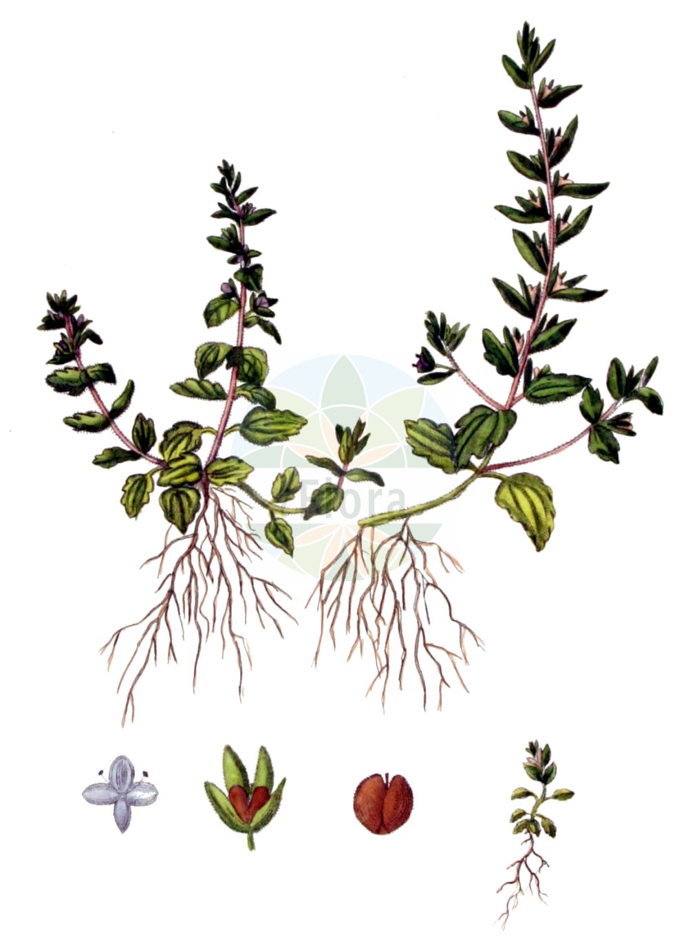 Historische Abbildung von Veronica arvensis (Feld-Ehrenpreis - Wall Speedwell). Das Bild zeigt Blatt, Bluete, Frucht und Same. ---- Historical Drawing of Veronica arvensis (Feld-Ehrenpreis - Wall Speedwell). The image is showing leaf, flower, fruit and seed.(Veronica arvensis,Feld-Ehrenpreis,Wall Speedwell,Pocilla arvensis,Veronica arvensis,Veronica demissa,Veronica racemifoliata,Feld-Ehrenpreis,Wall Speedwell,Speedwell,Corn Speedwell,Veronica,Ehrenpreis,Speedwell,Plantaginaceae,Wegerichgewächse,Plantain family,Blatt,Bluete,Frucht,Same,leaf,flower,fruit,seed,Kops (1800-1934))