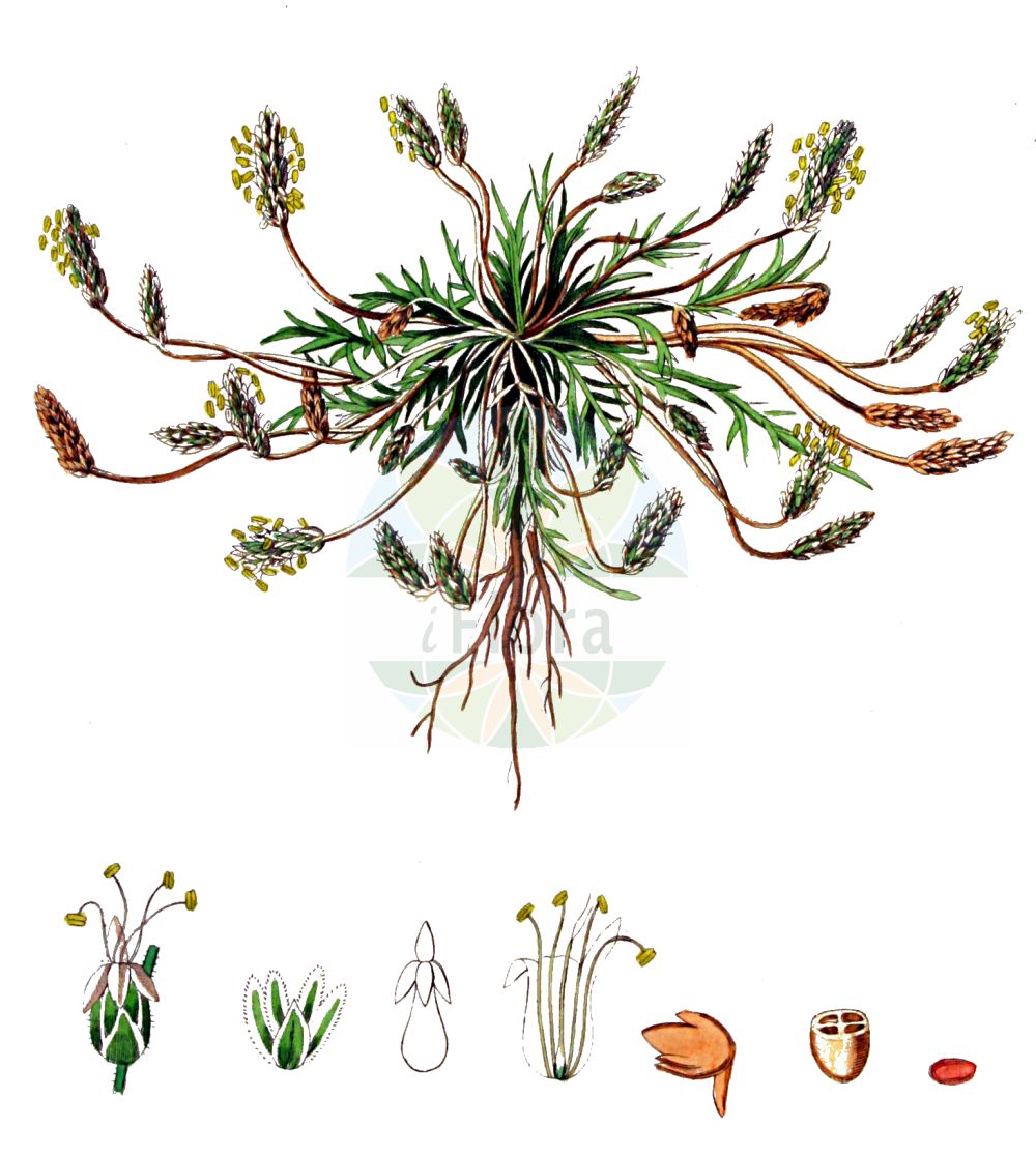 Historische Abbildung von Plantago coronopus (Krähenfuß-Wegerich - Buck's-horn Plantain). Das Bild zeigt Blatt, Bluete, Frucht und Same. ---- Historical Drawing of Plantago coronopus (Krähenfuß-Wegerich - Buck's-horn Plantain). The image is showing leaf, flower, fruit and seed.(Plantago coronopus,Krähenfuß-Wegerich,Buck's-horn Plantain,Plantago aschersonii,Plantago ceratophylla,Plantago columnae,Plantago coronopus,Plantago laciniata,Plantago tenuis,Kraehenfuss-Wegerich,Schlitzblaettriger Wegerich,Schlitz-Wegerich,Buck's-horn Plantain,Buckhorn Plantain,Crowfoot Plantain,Cutleaf Plantain,Starweed,Plantago,Wegerich,Plantain,Plantaginaceae,Wegerichgewächse,Plantain family,Blatt,Bluete,Frucht,Same,leaf,flower,fruit,seed,Kops (1800-1934))