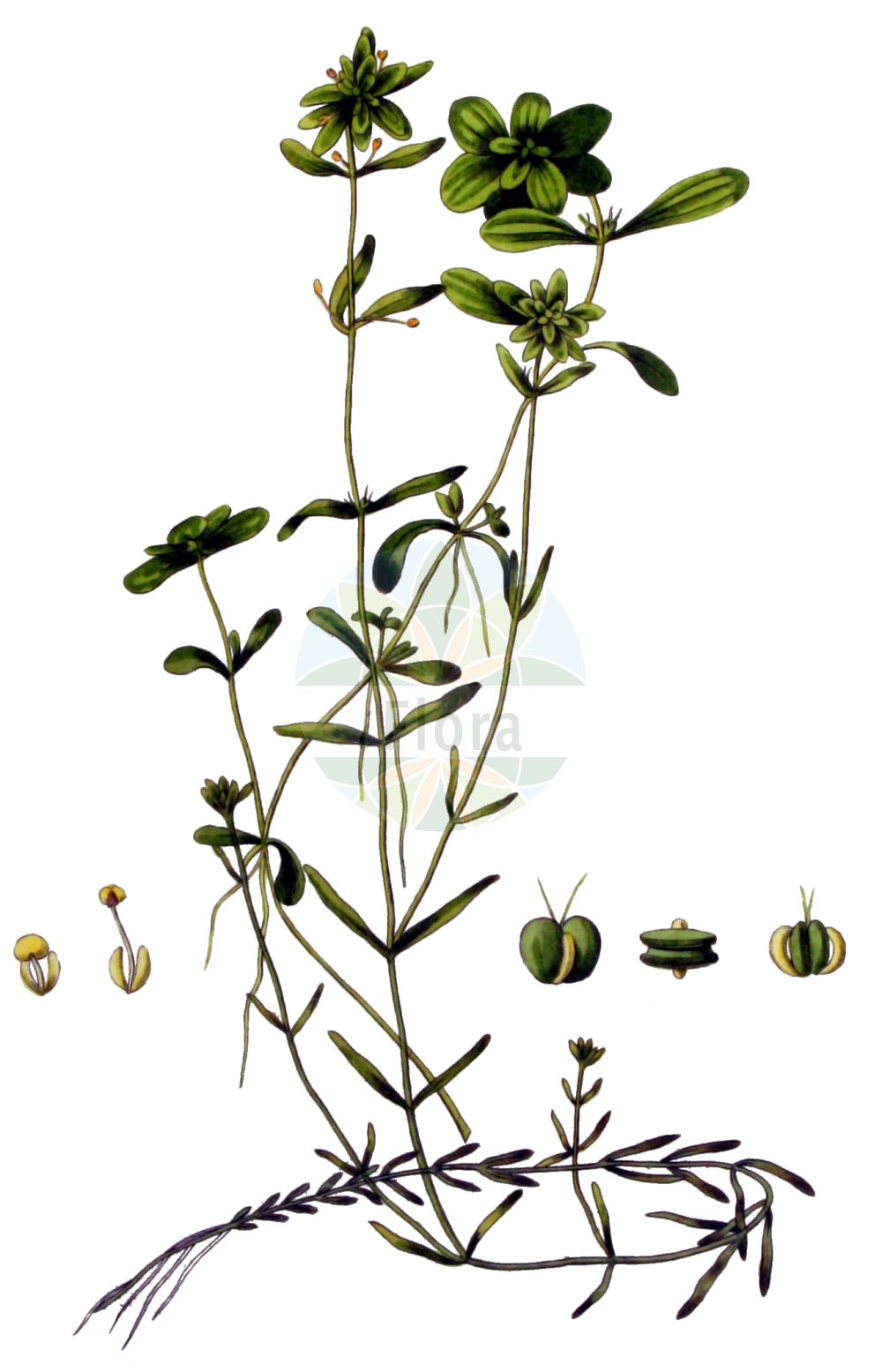 Historische Abbildung von Callitriche palustris (Sumpf-Wasserstern - Narrow-fruited Water-starwort). Das Bild zeigt Blatt, Bluete, Frucht und Same. ---- Historical Drawing of Callitriche palustris (Sumpf-Wasserstern - Narrow-fruited Water-starwort). The image is showing leaf, flower, fruit and seed.(Callitriche palustris,Sumpf-Wasserstern,Narrow-fruited Water-starwort,Callitriche aquatica,Callitriche palustris,Callitriche verna,Callitriche vernalis,Sumpf-Wasserstern,Fruehlings-Wasserstern,Narrow-fruited Water-starwort,Vernal Water Starwort,Water Starwort,Callitriche,Wasserstern,Water-Starwort,Plantaginaceae,Wegerichgewächse,Plantain family,Blatt,Bluete,Frucht,Same,leaf,flower,fruit,seed,Kops (1800-1934))