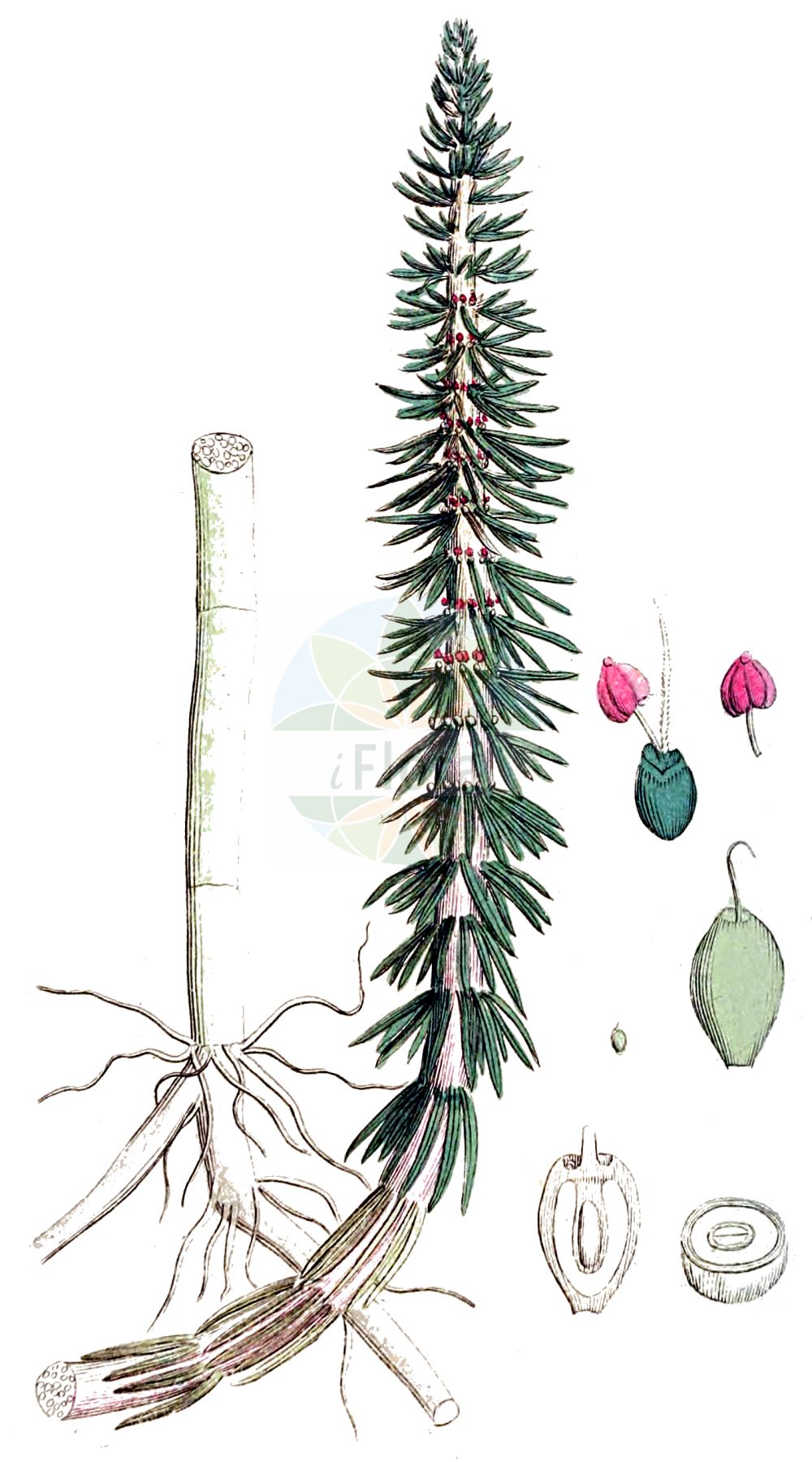 Historische Abbildung von Hippuris vulgaris (Gewöhnlicher Tannenwedel - Mare's-tail). Das Bild zeigt Blatt, Bluete, Frucht und Same. ---- Historical Drawing of Hippuris vulgaris (Gewöhnlicher Tannenwedel - Mare's-tail). The image is showing leaf, flower, fruit and seed.(Hippuris vulgaris,Gewöhnlicher Tannenwedel,Mare's-tail,Hippuris melanocarpa,Hippuris vulgaris,Gewoehnlicher Tannenwedel,Mare's-tail,Common Mare's-tail,Hippuris,Tannenwedel,Mare's-tail,Plantaginaceae,Wegerichgewächse,Plantain family,Blatt,Bluete,Frucht,Same,leaf,flower,fruit,seed,Svensk Botanik (Svensk Botanik))