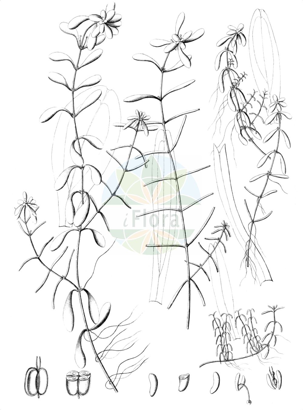 Historische Abbildung von Callitriche palustris (Sumpf-Wasserstern - Narrow-fruited Water-starwort). Das Bild zeigt Blatt, Bluete, Frucht und Same. ---- Historical Drawing of Callitriche palustris (Sumpf-Wasserstern - Narrow-fruited Water-starwort). The image is showing leaf, flower, fruit and seed.(Callitriche palustris,Sumpf-Wasserstern,Narrow-fruited Water-starwort,Callitriche aquatica,Callitriche palustris,Callitriche verna,Callitriche vernalis,Sumpf-Wasserstern,Fruehlings-Wasserstern,Narrow-fruited Water-starwort,Vernal Water Starwort,Water Starwort,Callitriche,Wasserstern,Water-Starwort,Plantaginaceae,Wegerichgewächse,Plantain family,Blatt,Bluete,Frucht,Same,leaf,flower,fruit,seed,Reichenbach (1823-1832))