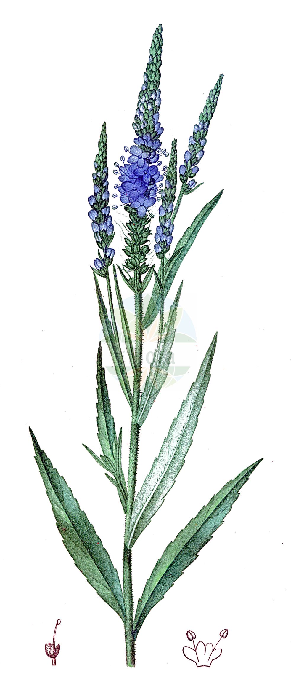 Historische Abbildung von Veronica longifolia (Strand-Ehrenpreis - Whorly Speedwell). Das Bild zeigt Blatt, Bluete, Frucht und Same. ---- Historical Drawing of Veronica longifolia (Strand-Ehrenpreis - Whorly Speedwell). The image is showing leaf, flower, fruit and seed.(Veronica longifolia,Strand-Ehrenpreis,Whorly Speedwell,Pseudolysimachion longifolium,Pseudolysimachion maritimum,Veronica longifolia,Veronica septentrionalis,Veronica ticinensis,Veronica maritima,Strand-Ehrenpreis,Whorly Speedwell,Veronica,Ehrenpreis,Speedwell,Plantaginaceae,Wegerichgewächse,Plantain family,Blatt,Bluete,Frucht,Same,leaf,flower,fruit,seed,de Saint-Hilaire (1828-1833))