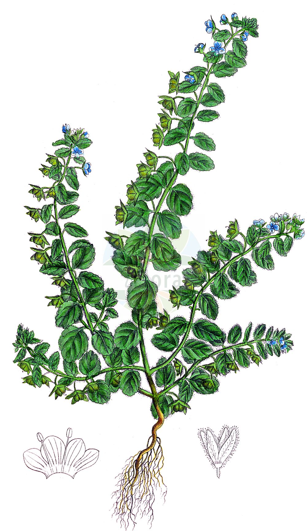 Historische Abbildung von Veronica agrestis (Acker-Ehrenpreis - Green Field-speedwell). Das Bild zeigt Blatt, Bluete, Frucht und Same. ---- Historical Drawing of Veronica agrestis (Acker-Ehrenpreis - Green Field-speedwell). The image is showing leaf, flower, fruit and seed.(Veronica agrestis,Acker-Ehrenpreis,Green Field-speedwell,Veronica agrestis,Veronica agrestis subsp. typica,Acker-Ehrenpreis,Green Field-speedwell,Field Speedwell,Procumbent Speedwell,Veronica,Ehrenpreis,Speedwell,Plantaginaceae,Wegerichgewächse,Plantain family,Blatt,Bluete,Frucht,Same,leaf,flower,fruit,seed,Dietrich (1833-1844))