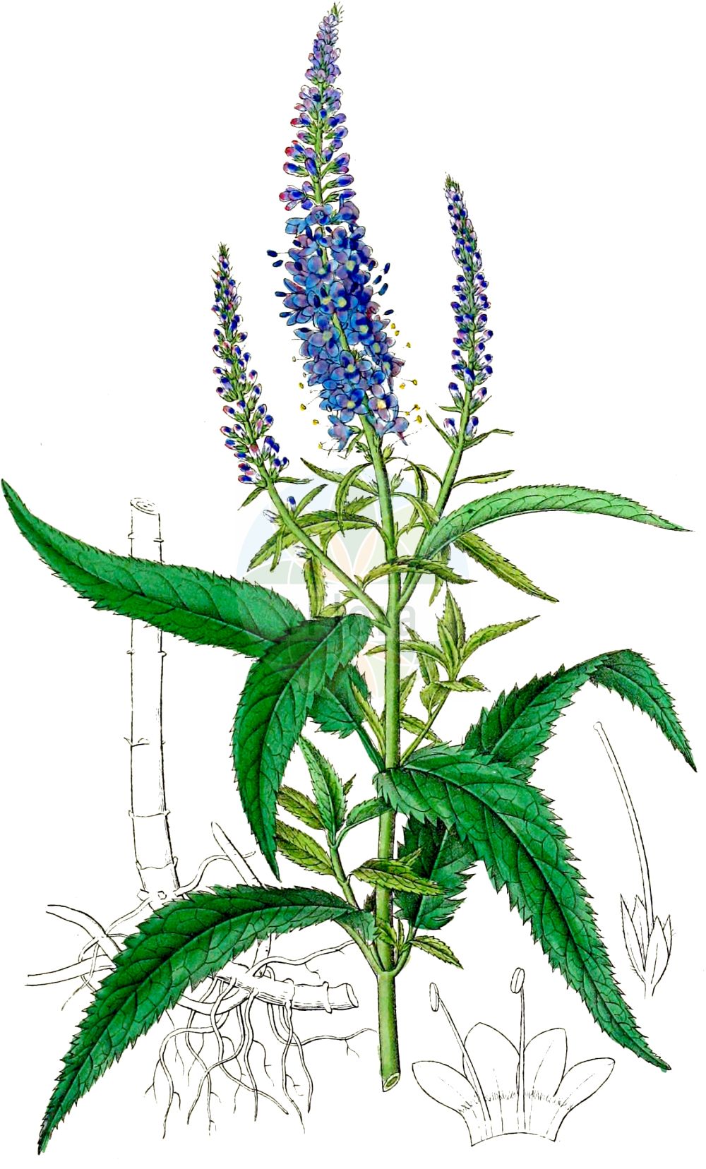 Historische Abbildung von Veronica longifolia (Strand-Ehrenpreis - Whorly Speedwell). Das Bild zeigt Blatt, Bluete, Frucht und Same. ---- Historical Drawing of Veronica longifolia (Strand-Ehrenpreis - Whorly Speedwell). The image is showing leaf, flower, fruit and seed.(Veronica longifolia,Strand-Ehrenpreis,Whorly Speedwell,Pseudolysimachion longifolium,Pseudolysimachion maritimum,Veronica longifolia,Veronica septentrionalis,Veronica ticinensis,Veronica maritima,Strand-Ehrenpreis,Whorly Speedwell,Veronica,Ehrenpreis,Speedwell,Plantaginaceae,Wegerichgewächse,Plantain family,Blatt,Bluete,Frucht,Same,leaf,flower,fruit,seed,Dietrich (1833-1844))