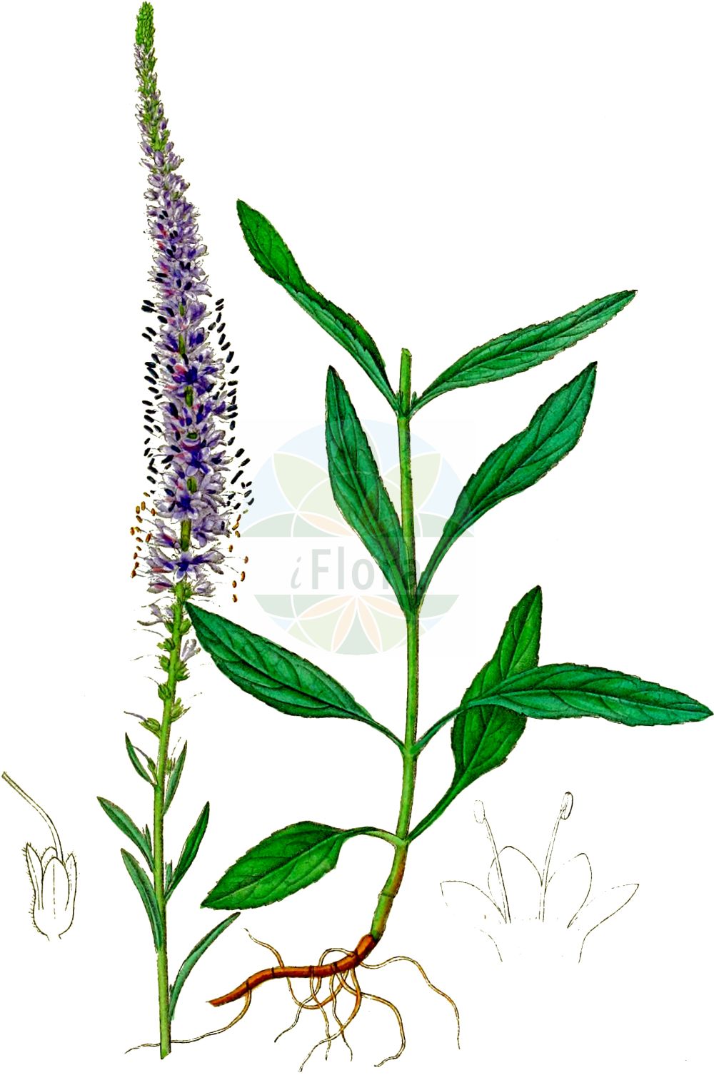 Historische Abbildung von Veronica spicata (Ähriger Ehrenpreis - Spiked Speedwell). Das Bild zeigt Blatt, Bluete, Frucht und Same. ---- Historical Drawing of Veronica spicata (Ähriger Ehrenpreis - Spiked Speedwell). The image is showing leaf, flower, fruit and seed.(Veronica spicata,Ähriger Ehrenpreis,Spiked Speedwell,Pseudolysimachion spicatum,Veronica borysthenica,Veronica spicata,Ähriger Ehrenpreis,Heide-Ehrenpreis,Spiked Speedwell,Veronica,Ehrenpreis,Speedwell,Plantaginaceae,Wegerichgewächse,Plantain family,Blatt,Bluete,Frucht,Same,leaf,flower,fruit,seed,Dietrich (1833-1844))