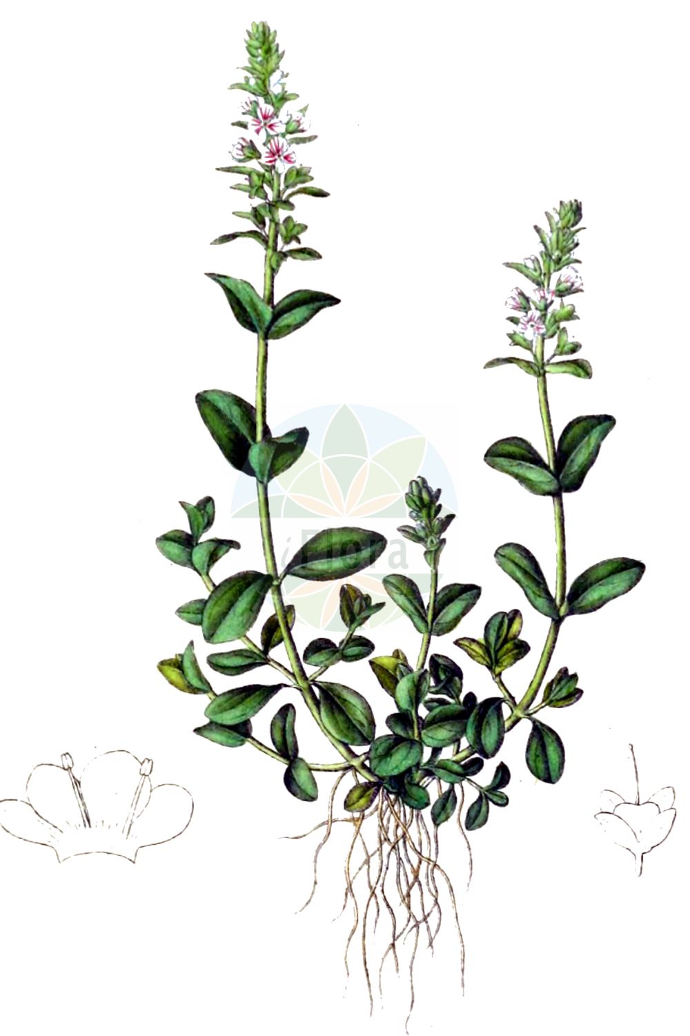 Historische Abbildung von Veronica serpyllifolia (Thymian-Ehrenpreis - Thyme-leaved Speedwell). Das Bild zeigt Blatt, Bluete, Frucht und Same. ---- Historical Drawing of Veronica serpyllifolia (Thymian-Ehrenpreis - Thyme-leaved Speedwell). The image is showing leaf, flower, fruit and seed.(Veronica serpyllifolia,Thymian-Ehrenpreis,Thyme-leaved Speedwell,Veronica serpyllifolia,Veronicastrum serpyllifolium,Thymian-Ehrenpreis,Niederliegender Thymian-Ehrenpreis,Quendel-Ehrenpreis,Thyme-leaved Speedwell,Thymeleaf Speedwell,Turf Speedwell,Veronica,Ehrenpreis,Speedwell,Plantaginaceae,Wegerichgewächse,Plantain family,Blatt,Bluete,Frucht,Same,leaf,flower,fruit,seed,Dietrich (1833-1844))