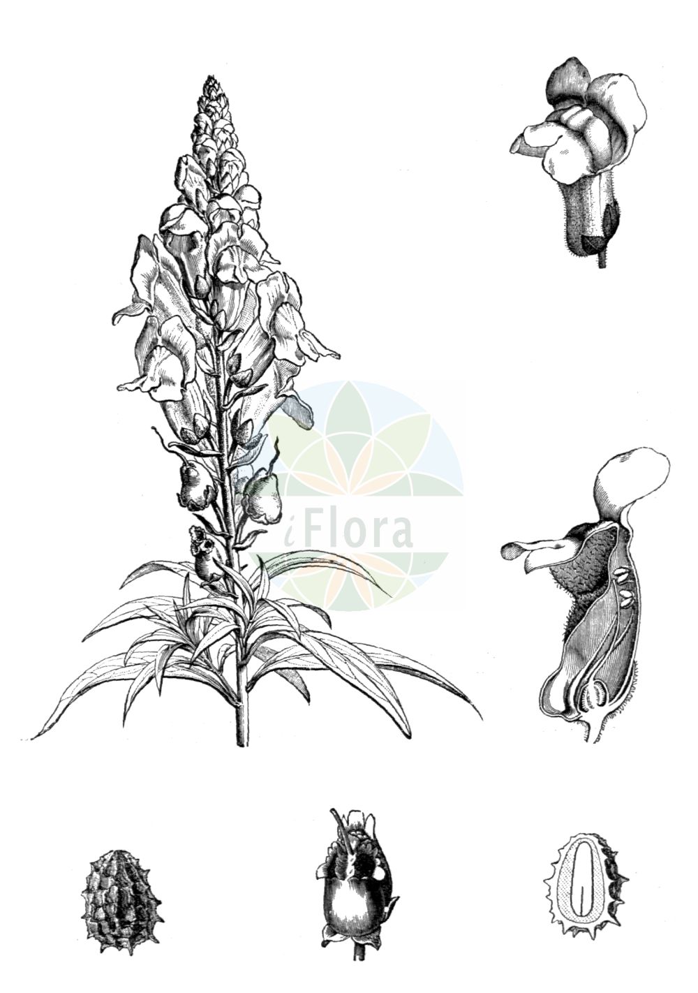 Historische Abbildung von Antirrhinum majus (Garten-Löwenmaul - Snapdragon). Das Bild zeigt Blatt, Bluete, Frucht und Same. ---- Historical Drawing of Antirrhinum majus (Garten-Löwenmaul - Snapdragon). The image is showing leaf, flower, fruit and seed.(Antirrhinum majus,Garten-Löwenmaul,Snapdragon,Antirrhinum majus,Antirrhinum majus L. var.,Antirrhinum majus var. striatum,Garten-Loewenmaul,Snapdragon,Dragon's-mouth,Garden Snapdragon,Great Snapdragon,Antirrhinum,Löwenmaul,Snapdragon,Plantaginaceae,Wegerichgewächse,Plantain family,Blatt,Bluete,Frucht,Same,leaf,flower,fruit,seed,Baillon (1866-1895))