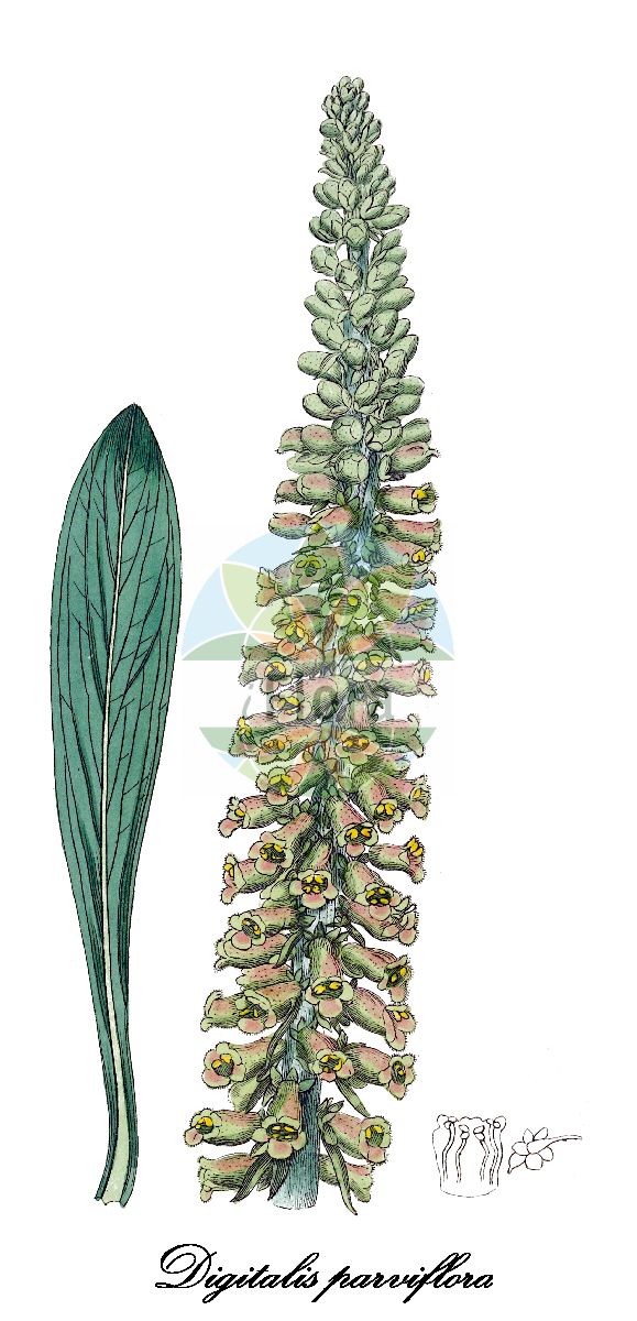 Historische Abbildung von Digitalis parviflora. Das Bild zeigt Blatt, Bluete, Frucht und Same. ---- Historical Drawing of Digitalis parviflora. The image is showing leaf, flower, fruit and seed.(Digitalis parviflora,Digitalis,Fingerhut,Foxglove,Plantaginaceae,Wegerichgewächse,Plantain Family,Blatt,Bluete,Frucht,Same,leaf,flower,fruit,seed,Botanical Register (1815-1828))