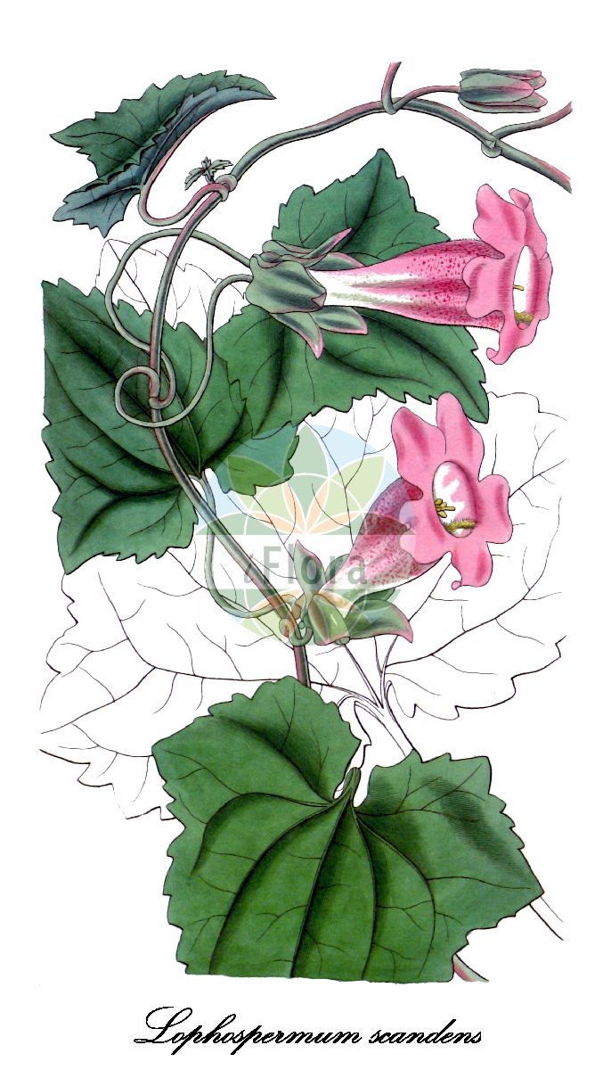 Historische Abbildung von Lophospermum scandens. Das Bild zeigt Blatt, Bluete, Frucht und Same. ---- Historical Drawing of Lophospermum scandens. The image is showing leaf, flower, fruit and seed.(Lophospermum scandens,Lophospermum,Plantaginaceae,Wegerichgewächse,Plantain Family,Blatt,Bluete,Frucht,Same,leaf,flower,fruit,seed,Curtis Botanical Magazine (1830))