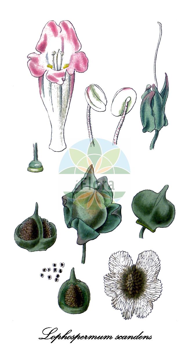 Historische Abbildung von Lophospermum scandens. Das Bild zeigt Blatt, Bluete, Frucht und Same. ---- Historical Drawing of Lophospermum scandens. The image is showing leaf, flower, fruit and seed.(Lophospermum scandens,Lophospermum,Plantaginaceae,Wegerichgewächse,Plantain Family,Blatt,Bluete,Frucht,Same,leaf,flower,fruit,seed)