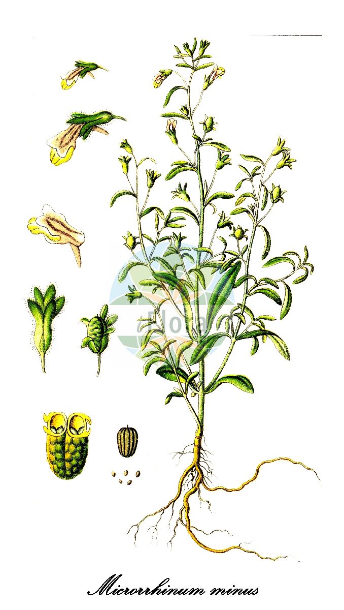 Historische Abbildung von Microrrhinum minus (Kleiner Orant - Small Toadflax). Das Bild zeigt Blatt, Bluete, Frucht und Same. ---- Historical Drawing of Microrrhinum minus (Kleiner Orant - Small Toadflax). The image is showing leaf, flower, fruit and seed.(Microrrhinum minus,Kleiner Orant,Small Toadflax,Antirrhinum minus,Chaenorhinum minus,Linaria minor,Gewoehnlicher Klaffmund,Gewoehnlicher Kleiner Orant,Kleines Leinkraut,Strand-Klaffmund,Strand-Orant,Dwarf Snapdragon,Microrrhinum,Orant,Plantaginaceae,Wegerichgewächse,Plantain Family,Blatt,Bluete,Frucht,Same,leaf,flower,fruit,seed,Sturm (1796ff))